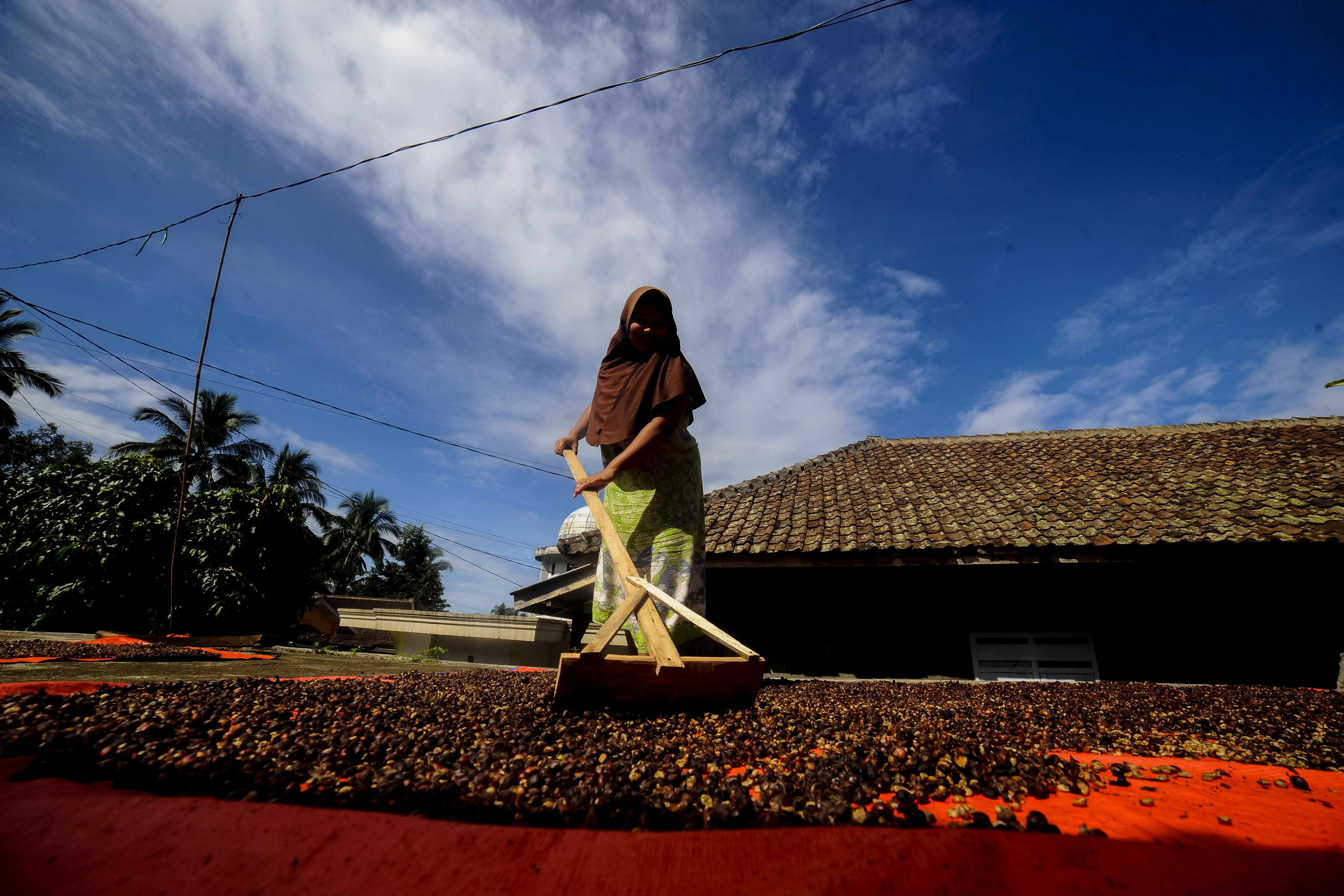 Petani menjemur biji kopi robusta (Coffea Canephora) di Kampung Ciodeng, Pandeglang, Banten.