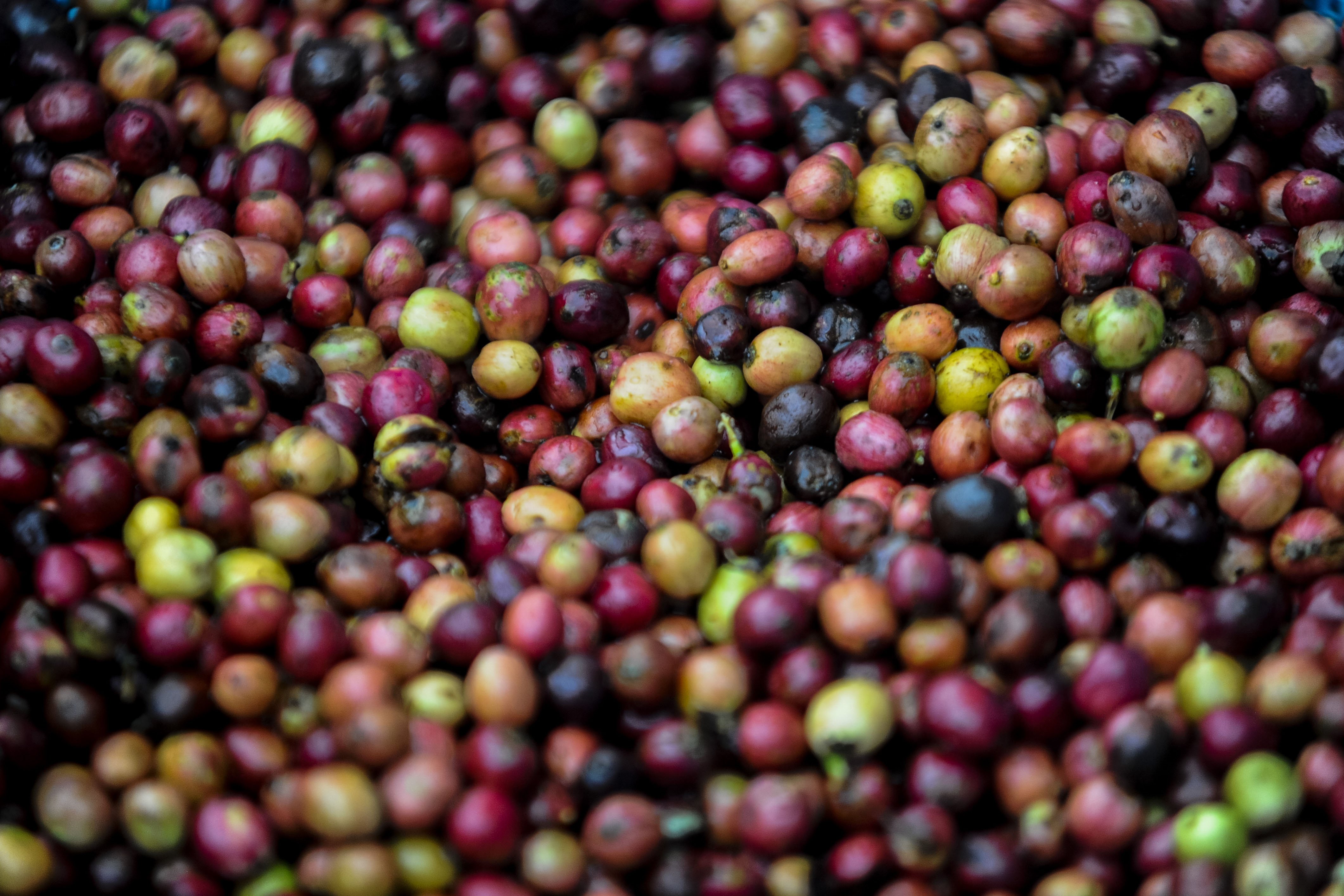 Buah kopi jenis robusta (Coffea canephora) hasil panen yang dikumpulkan petani.