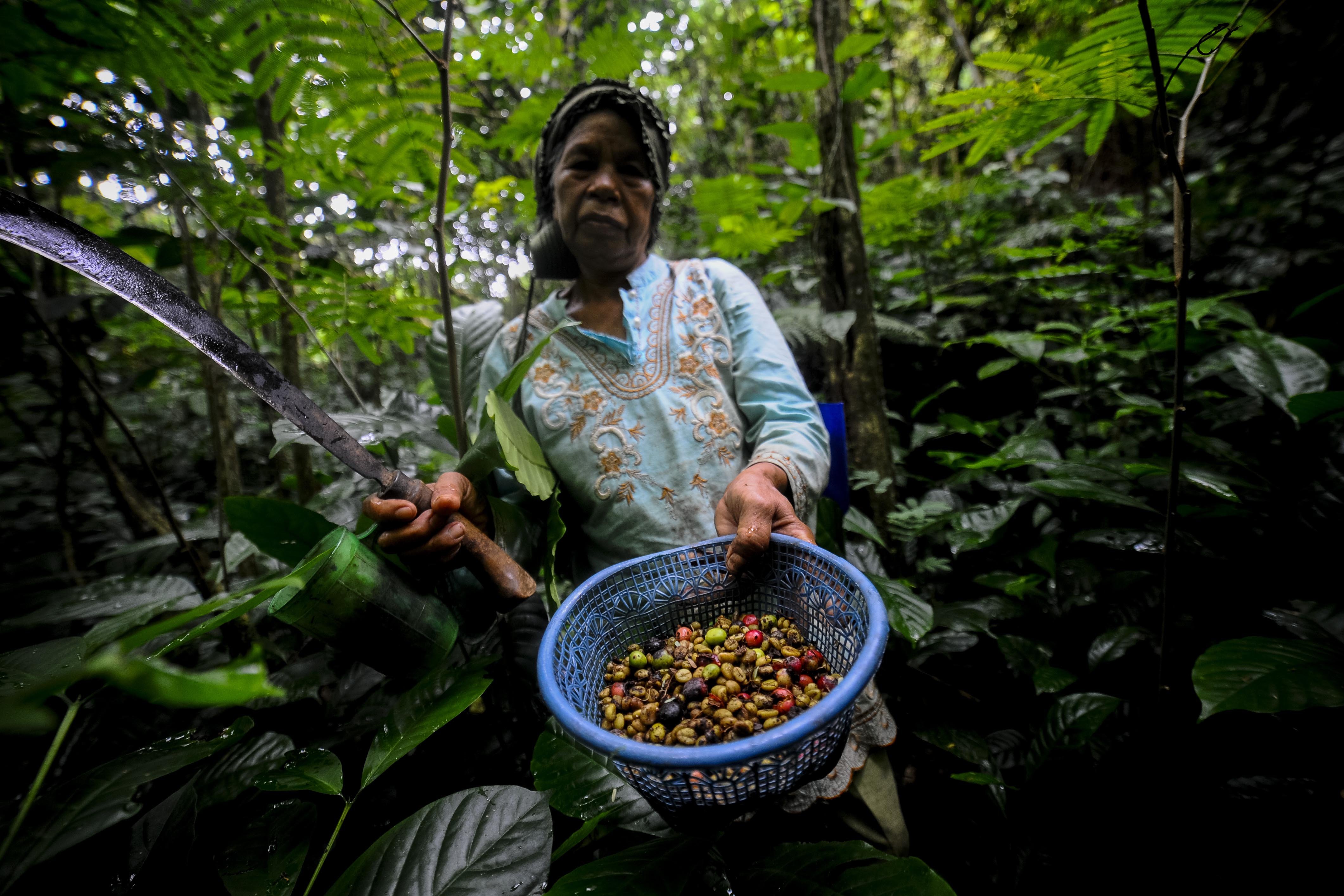 Petani menunjukkan hasil panen kopi robusta (Coffea canephora) di kawasan Gunung Karang, Pandeglang, Banten.