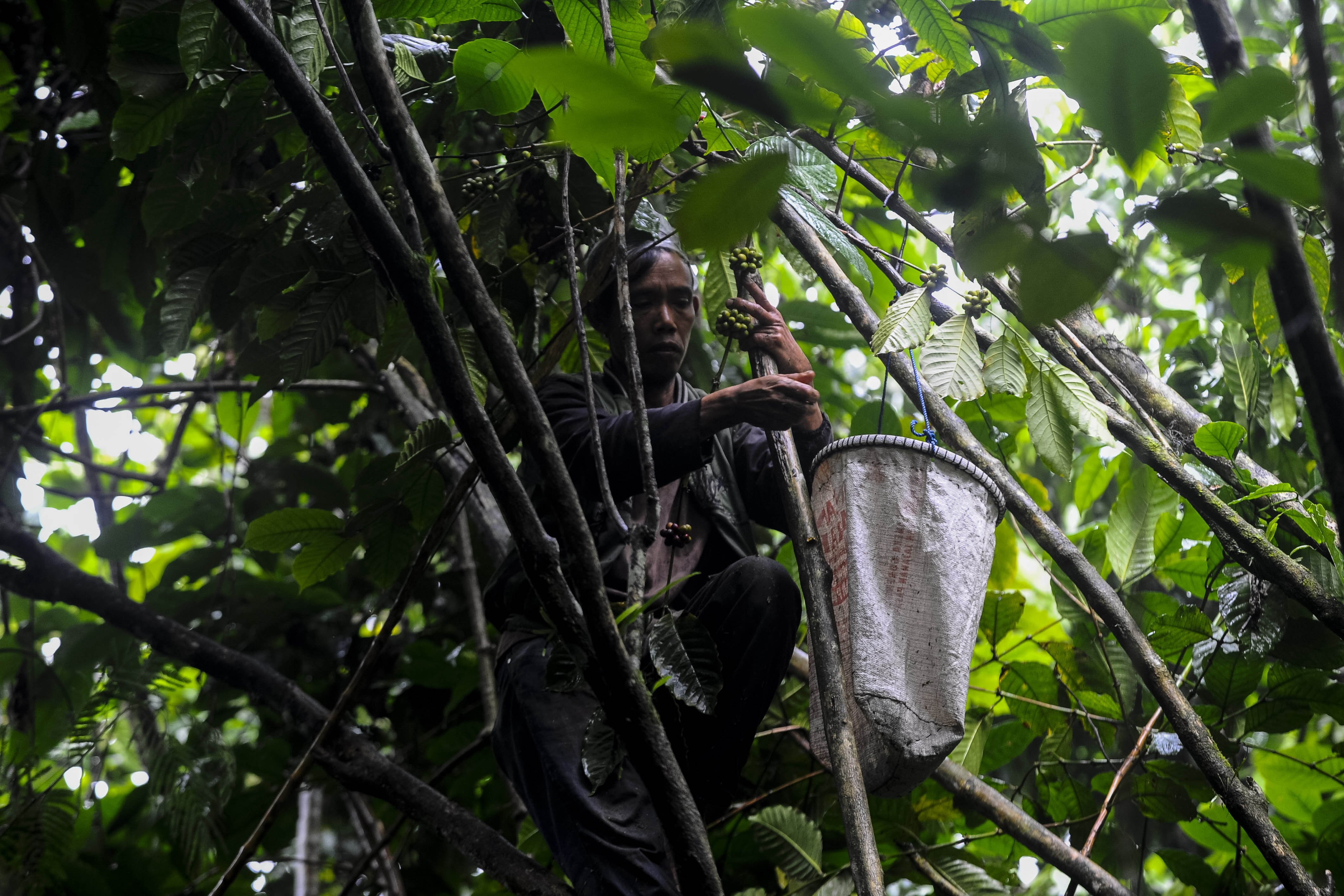 Petani memanen kopi robusta (Coffea canephora) di kawasan Gunung Karang, Pandeglang, Banten.