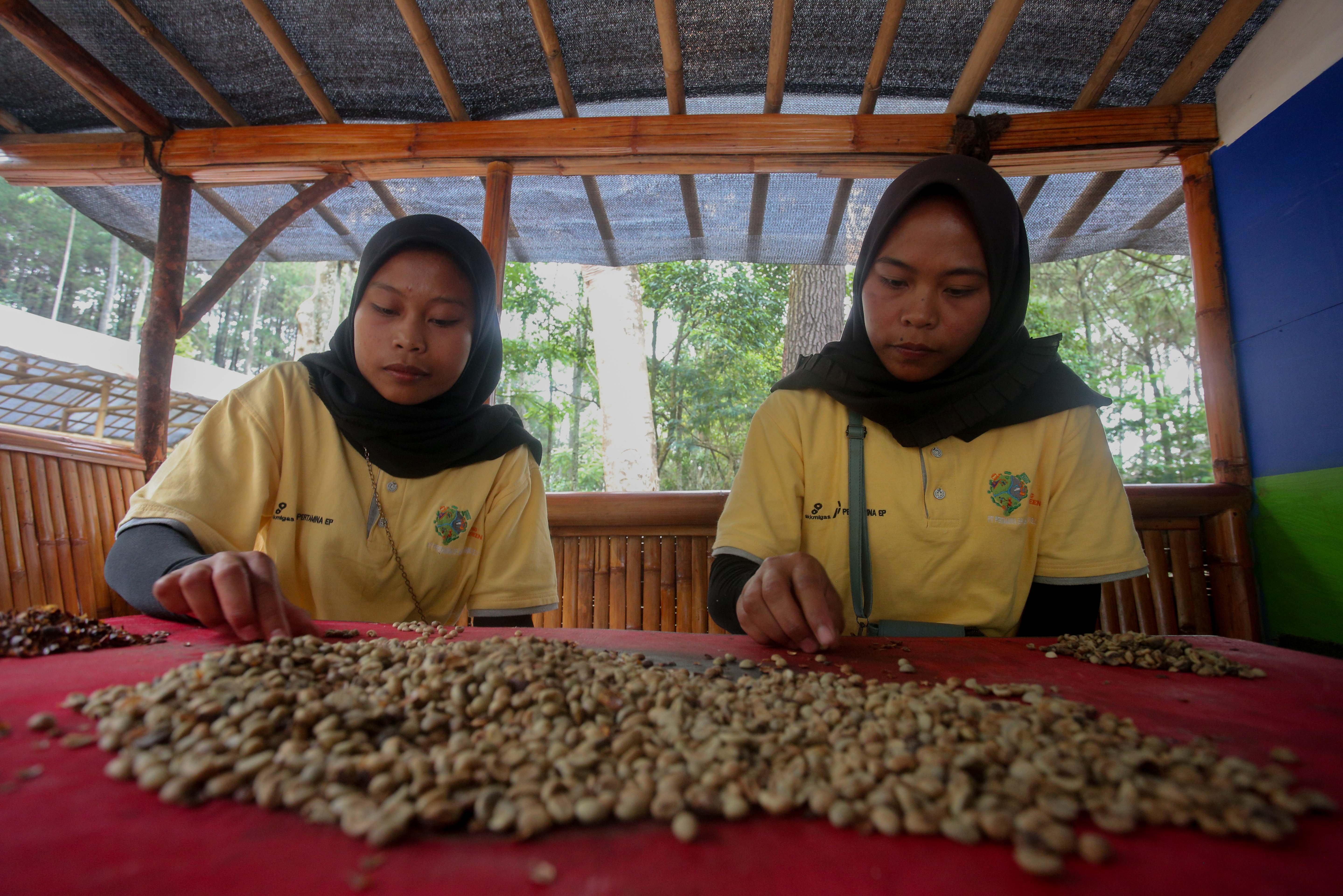 Petani dari Lembaga Masyarakat Desa Hutan (LMDH) Bukit Amanah memilah biji kopi Arabika Priangan jenis Yellow Bourbone di Gunung Puntang, Kabupaten Bandung, Jawa Barat, Kamis (29/8/2024). Dalam rangka memberdayakan masyarakat setempat, Pertamina Hulu Energi bekerja sama dengan Lembaga Masyarakat Desa Hutan (LMDH) Bukit Amanah mengadakan Program Masyarakat Peduli Alam Puntang (Melintang) dengan memberikan binaan serta bantuan sarana dan prasarana untuk budidaya Kopi Puntang.