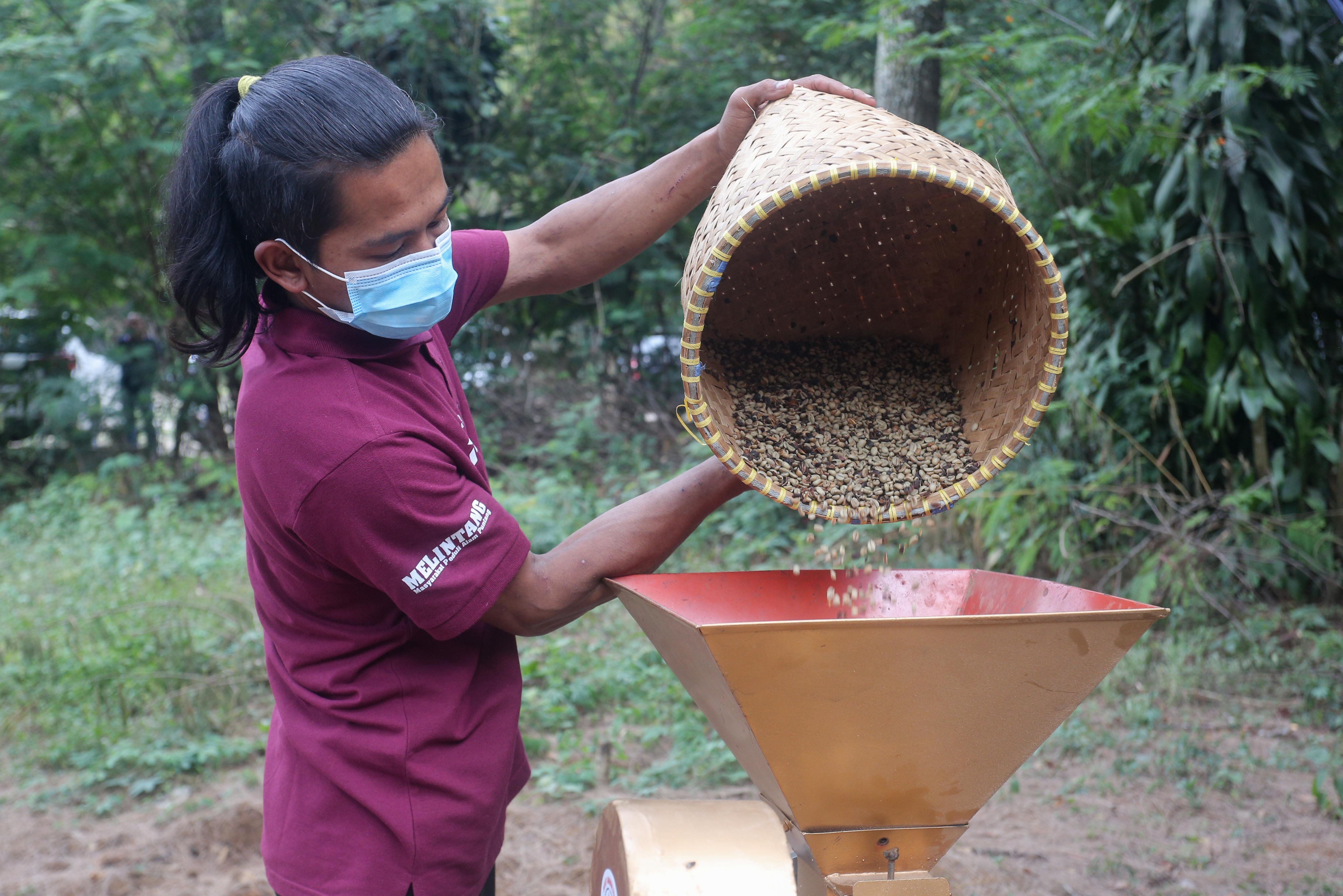 Petani dari Lembaga Masyarakat Desa Hutan (LMDH) Bukit Amanah memasukkan biji kopi Arabika Priangan jenis Yellow Bourbone ke dalam mesin pengupas di Gunung Puntang, Kabupaten Bandung, Jawa Barat, Kamis (29/8/2024). Dalam rangka memberdayakan masyarakat setempat, Pertamina Hulu Energi bekerja sama dengan Lembaga Masyarakat Desa Hutan (LMDH) Bukit Amanah mengadakan Program Masyarakat Peduli Alam Puntang (Melintang) dengan memberikan binaan serta bantuan sarana dan prasarana untuk budidaya Kopi Puntang.