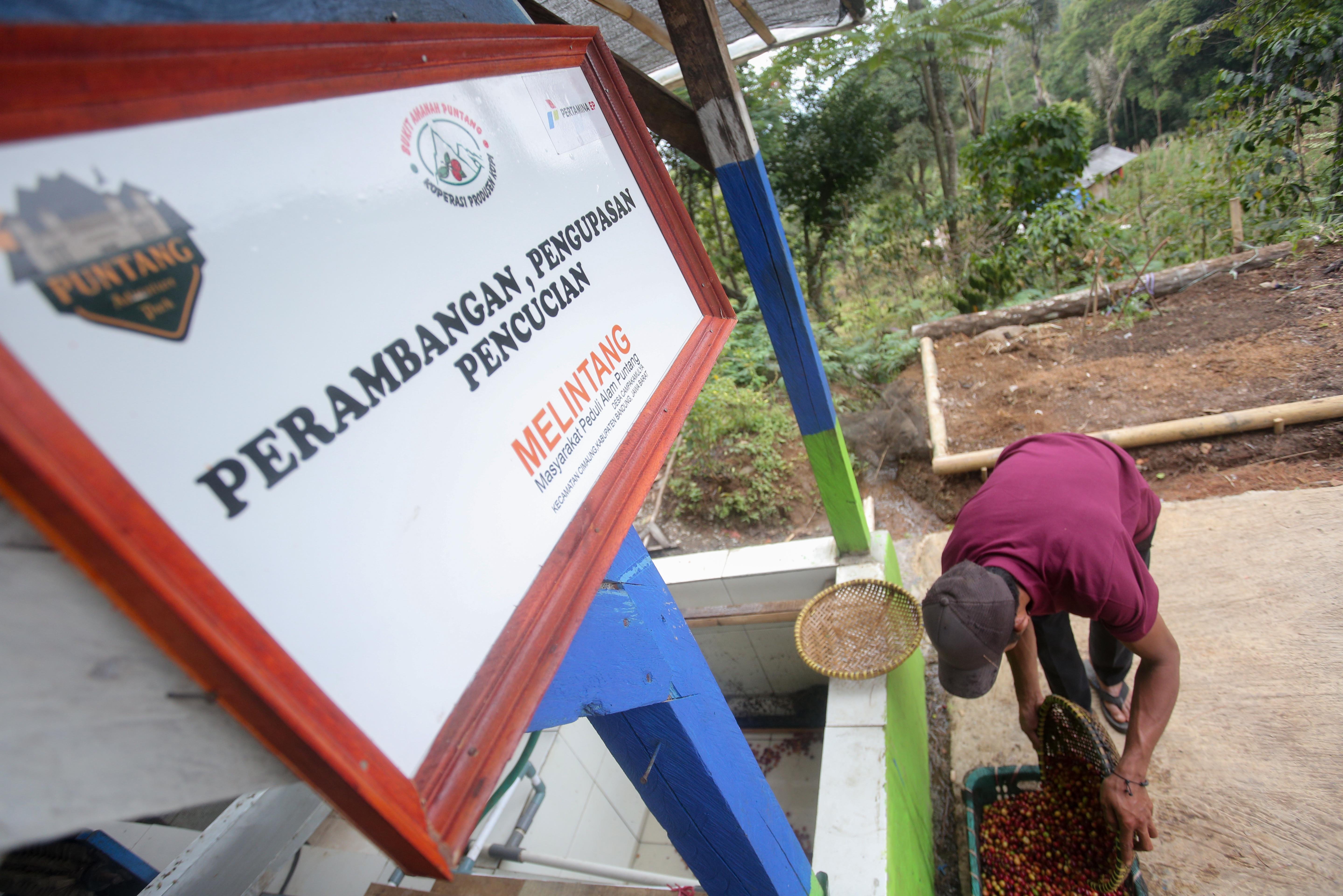 Petani dari Lembaga Masyarakat Desa Hutan (LMDH) Bukit Amanah mengumpulkan biji kopi Arabika Priangan jenis Yellow Bourbone yang telah dicuci di Gunung Puntang, Kabupaten Bandung, Jawa Barat, Kamis (29/8/2024). Dalam rangka memberdayakan masyarakat setempat, Pertamina Hulu Energi bekerja sama dengan Lembaga Masyarakat Desa Hutan (LMDH) Bukit Amanah mengadakan Program Masyarakat Peduli Alam Puntang (Melintang) dengan memberikan binaan serta bantuan sarana dan prasarana untuk budidaya Kopi Puntang.