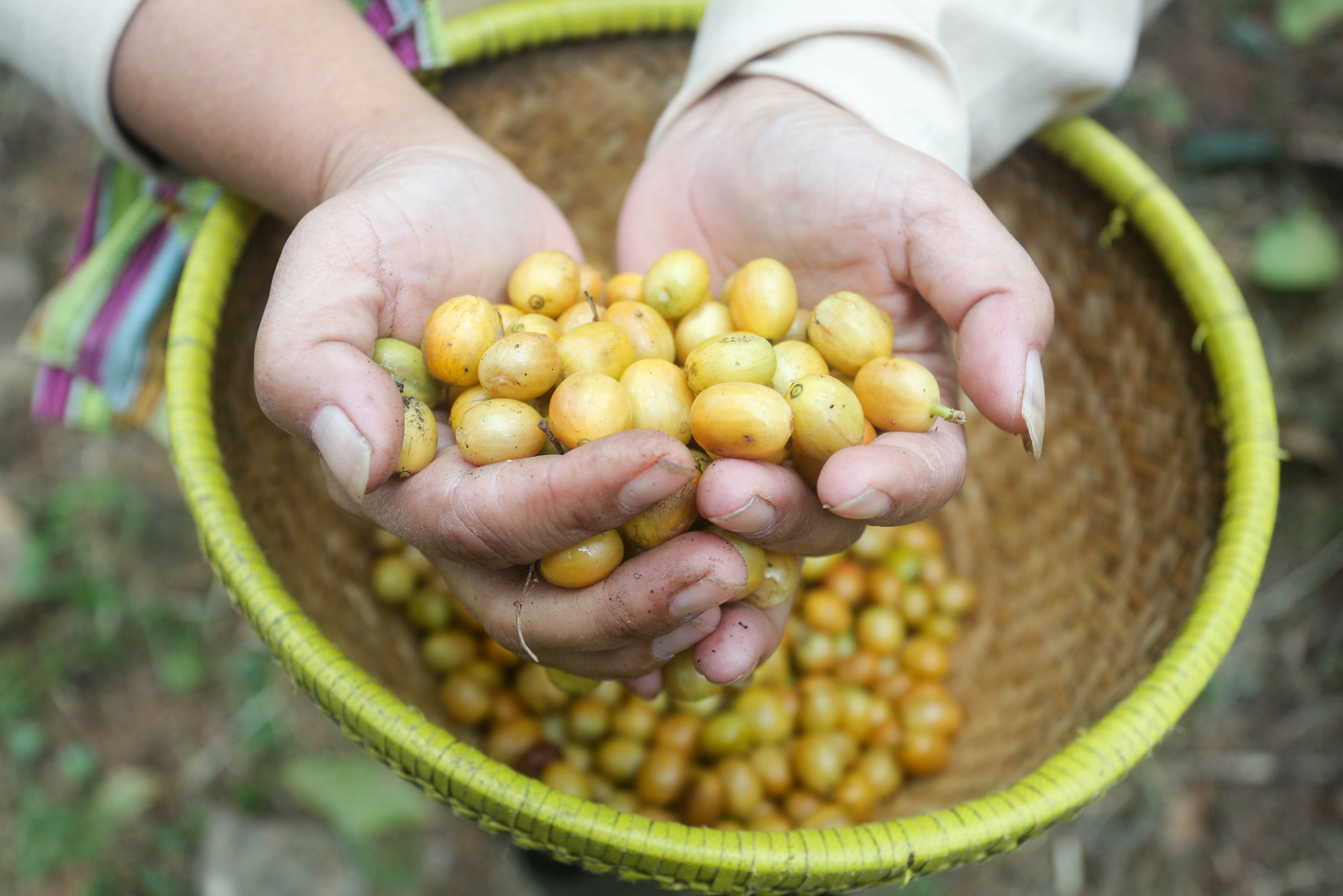 Petani dari Lembaga Masyarakat Desa Hutan (LMDH) Bukit Amanah menunjukkan biji kopi Arabika Priangan jenis Yellow Bourbone di Gunung Puntang, Kabupaten Bandung, Jawa Barat, Kamis (29/8/2024). Dalam rangka memberdayakan masyarakat setempat, Pertamina Hulu Energi bekerja sama dengan Lembaga Masyarakat Desa Hutan (LMDH) Bukit Amanah mengadakan Program Masyarakat Peduli Alam Puntang (Melintang) dengan memberikan binaan serta bantuan sarana dan prasarana untuk budidaya Kopi Puntang.