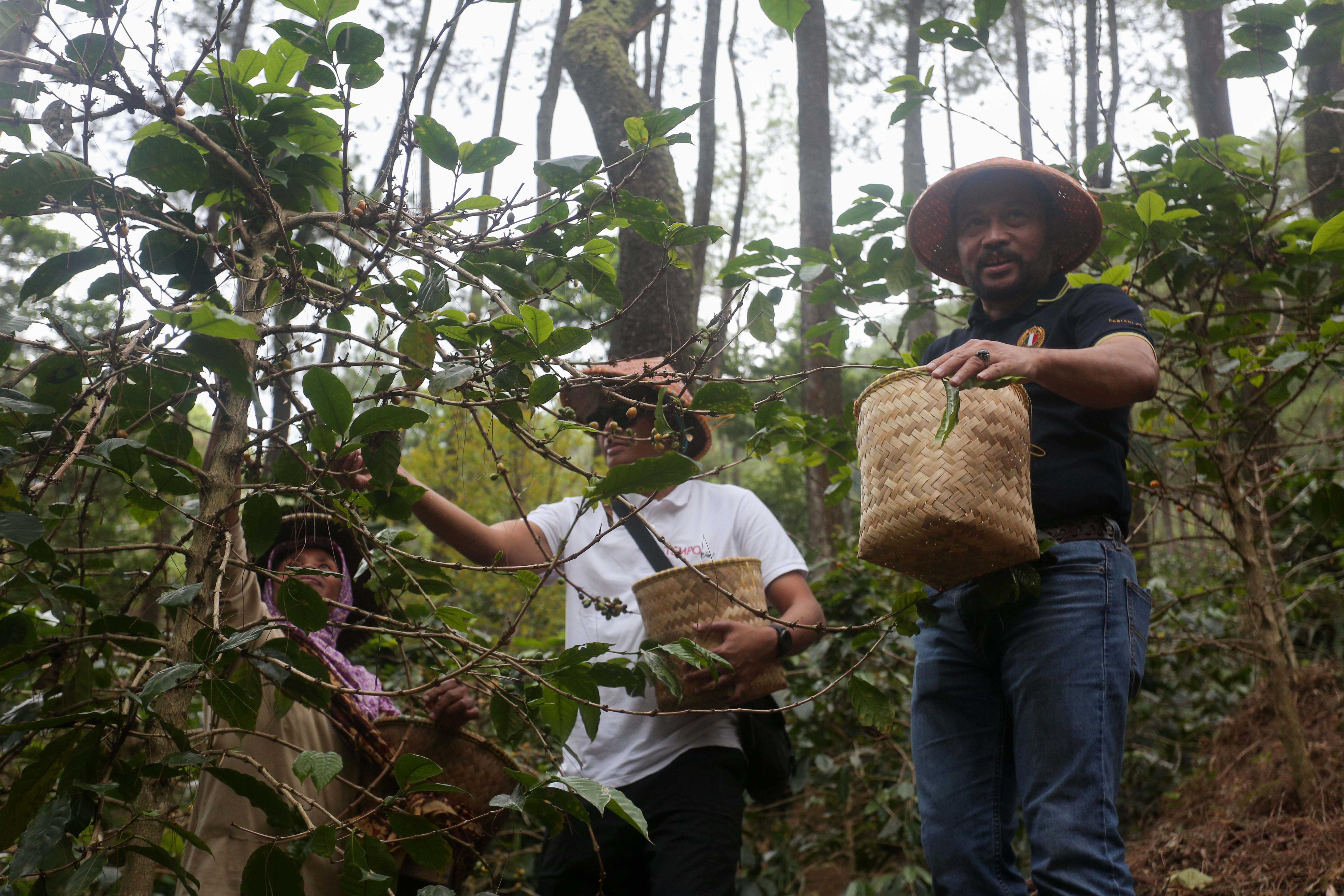 Direktur Eksplorasi Pertamina Hulu Energi, Muharram Jaya Panguriseng (kanan) memanen biji kopi Arabika Priangan jenis Yellow Bourbone di Gunung Puntang, Kabupaten Bandung, Jawa Barat, Kamis (29/8/2024). Dalam rangka memberdayakan masyarakat setempat, Pertamina Hulu Energi bekerja sama dengan Lembaga Masyarakat Desa Hutan (LMDH) Bukit Amanah mengadakan Program Masyarakat Peduli Alam Puntang (Melintang) dengan memberikan binaan serta bantuan sarana dan prasarana untuk budidaya Kopi Puntang.