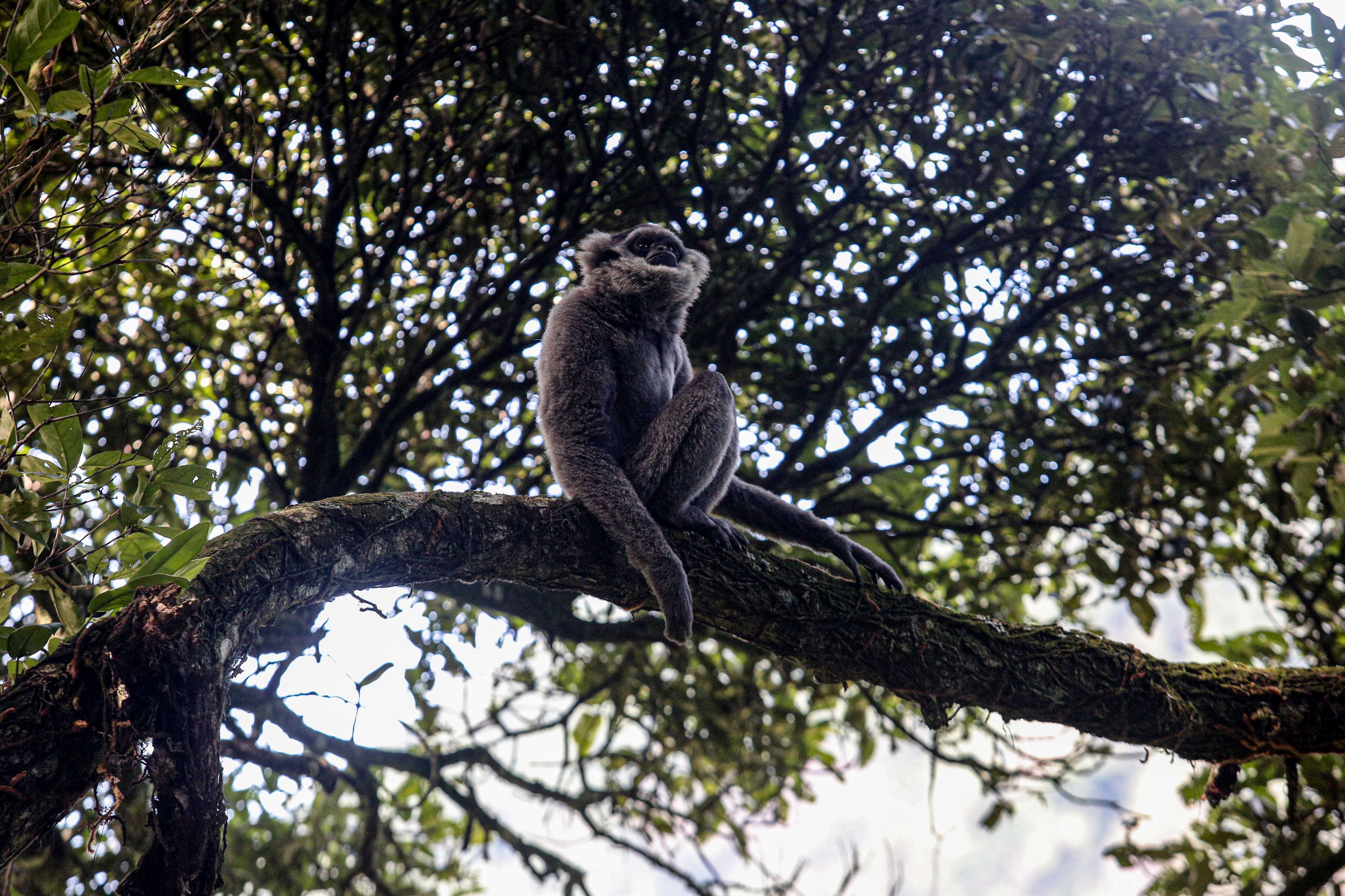 Owa Jawa (Hylobates moloch) berada di dahan pohon di kawasan Hutan Lindung Malabar, Gunung Puntang, Bandung Selatan, Jumat (30/8/2024). Pertamina Hulu Energi melalui Pertamina EP Subang Field Regional Jawa mengusung program pelestarian keanekaragaman hayati yang bekerja sama dengan Yayasan Owa Jawa dalam upaya melestarikan Owa Jawa dengan melakukan pemantauan terhadap primata langka ini di Gunung Puntang.