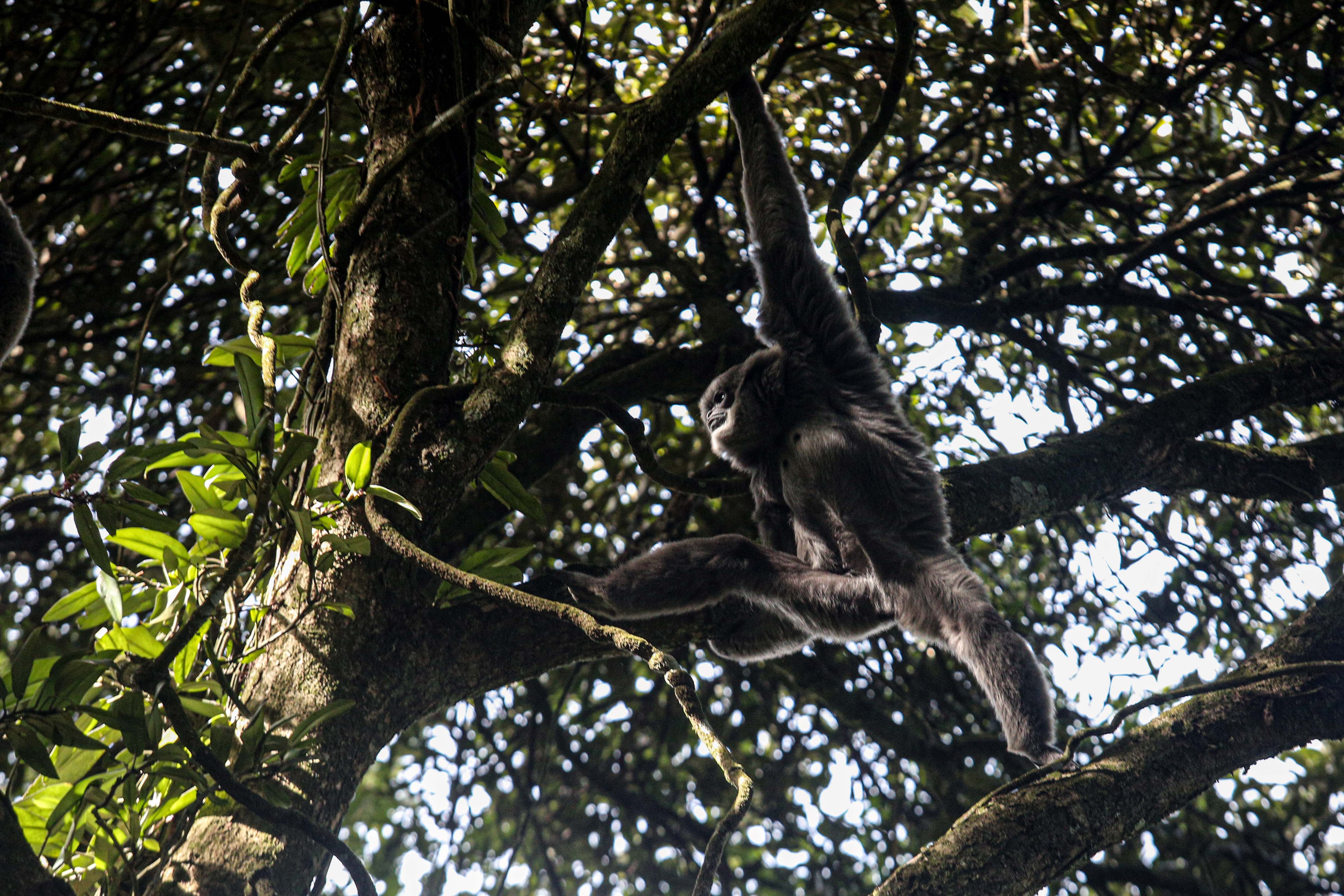 Owa Jawa (Hylobates moloch) bergelantungan di dahan pohon di kawasan Hutan Lindung Malabar, Gunung Puntang, Bandung Selatan, Jumat (30/8/2024). Pertamina Hulu Energi melalui Pertamina EP Subang Field Regional Jawa mengusung program pelestarian keanekaragaman hayati yang bekerja sama dengan Yayasan Owa Jawa dalam upaya melestarikan Owa Jawa dengan melakukan pemantauan terhadap primata langka ini di Gunung Puntang.