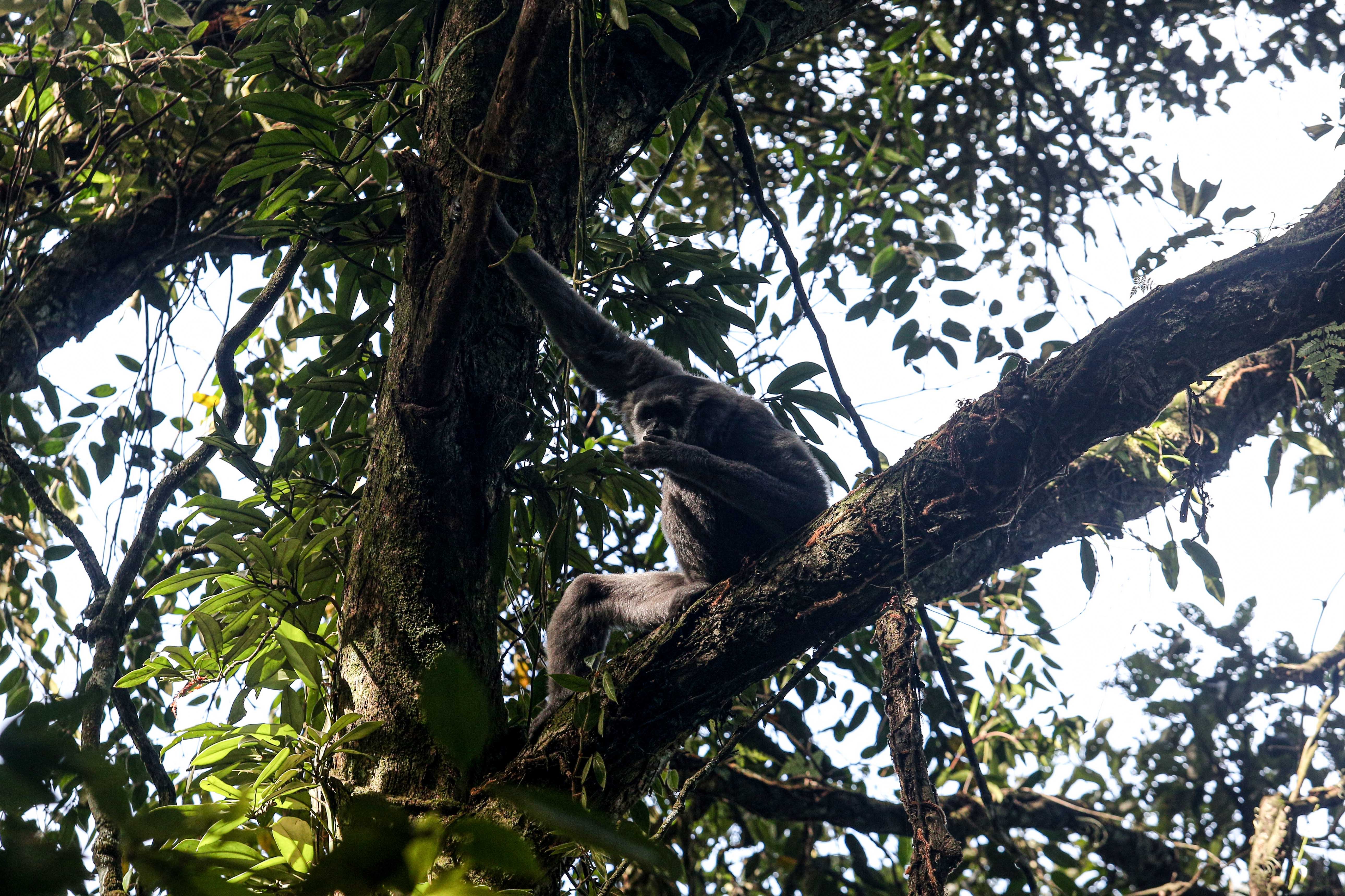 Owa Jawa (Hylobates moloch) berada di dahan pohon di kawasan Hutan Lindung Malabar, Gunung Puntang, Bandung Selatan, Jumat (30/8/2024). Pertamina Hulu Energi melalui Pertamina EP Subang Field Regional Jawa mengusung program pelestarian keanekaragaman hayati yang bekerja sama dengan Yayasan Owa Jawa dalam upaya melestarikan Owa Jawa dengan melakukan pemantauan terhadap primata langka ini di Gunung Puntang.