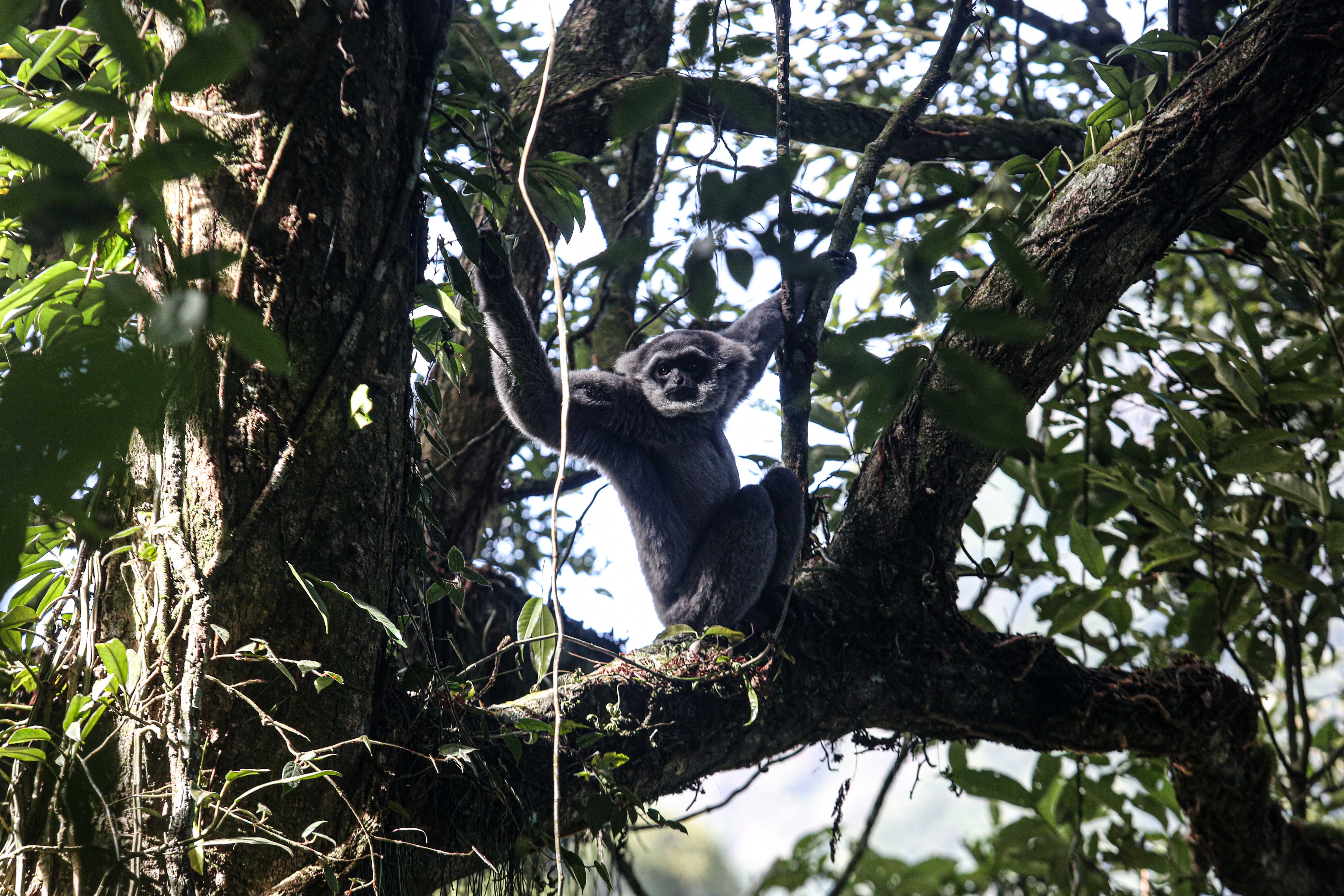 Owa Jawa (Hylobates moloch) berada di dahan pohon di kawasan Hutan Lindung Malabar, Gunung Puntang, Bandung Selatan, Jumat (30/8/2024). Pertamina Hulu Energi melalui Pertamina EP Subang Field Regional Jawa mengusung program pelestarian keanekaragaman hayati yang bekerja sama dengan Yayasan Owa Jawa dalam upaya melestarikan Owa Jawa dengan melakukan pemantauan terhadap primata langka ini di Gunung Puntang.