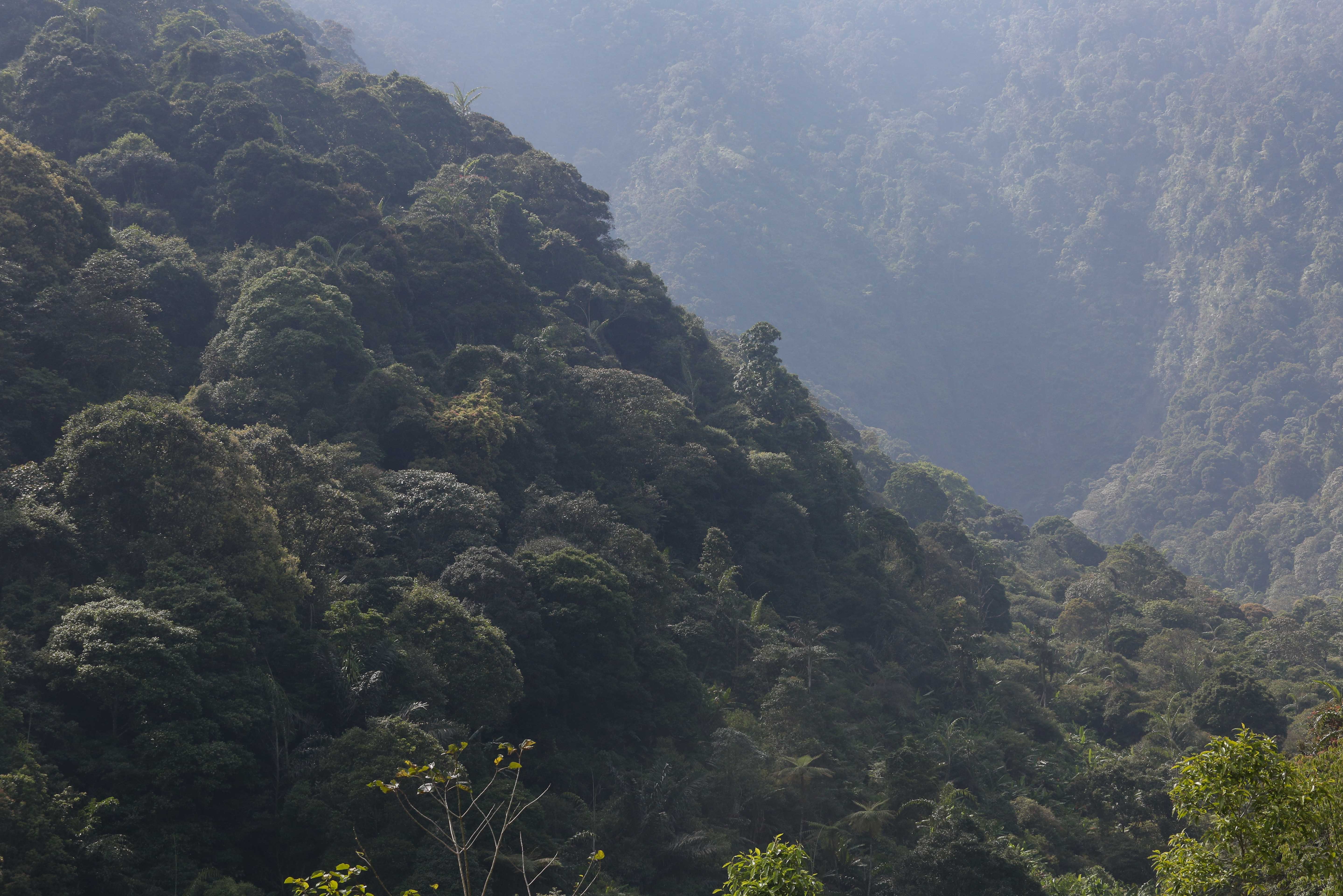 Landscape kawasan Hutan Lindung Malabar yang merupakan habitat Owa Jawa di Gunung Puntang, Bandung Selatan, Jumat (30/8/2024). Pertamina Hulu Energi melalui Pertamina EP Subang Field Regional Jawa mengusung program pelestarian keanekaragaman hayati yang bekerja sama dengan Yayasan Owa Jawa dalam upaya melestarikan Owa Jawa dengan melakukan pemantauan terhadap primata langka ini di Gunung Puntang.