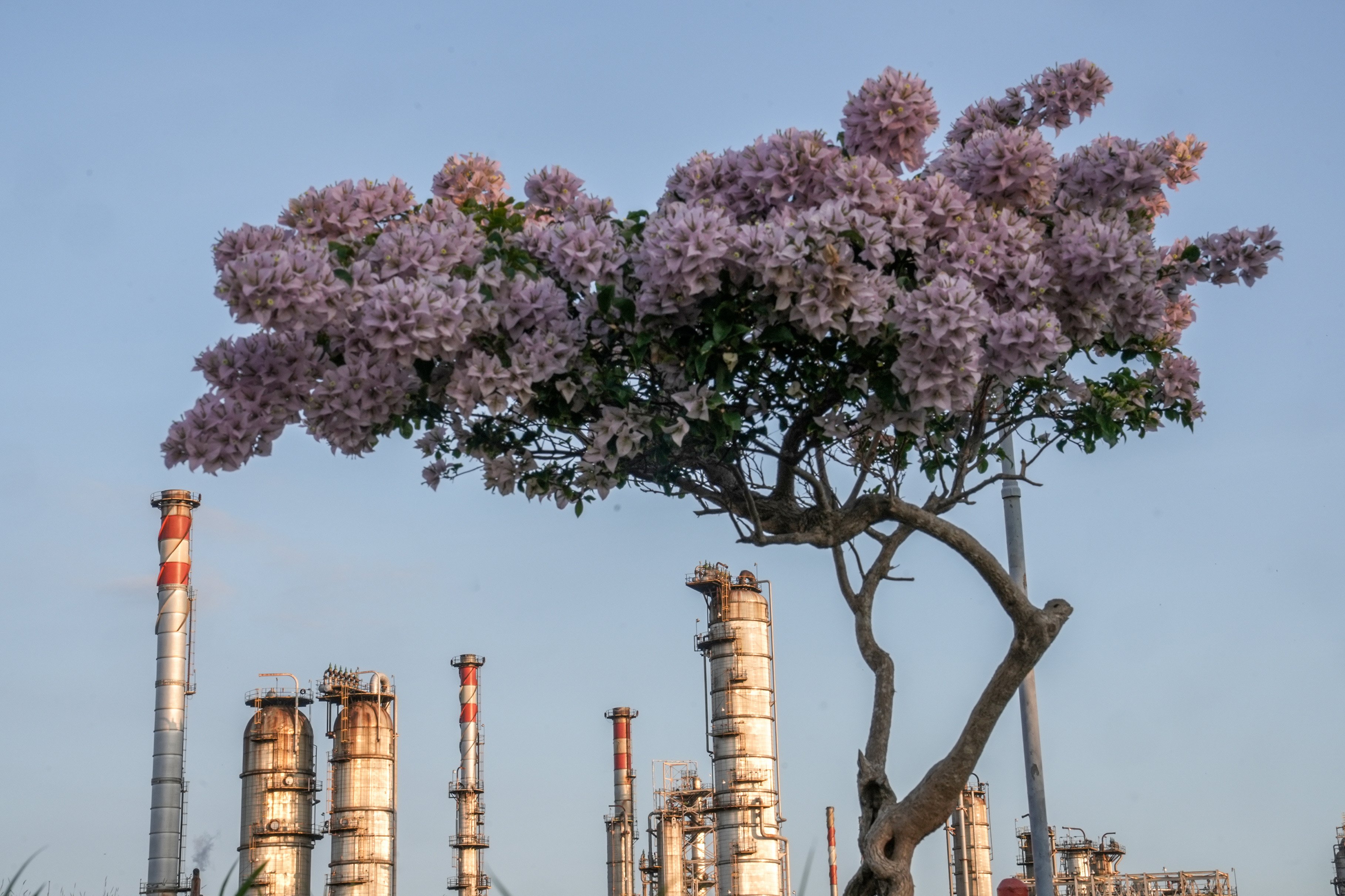Bunga Bugenvile (Bougainvillea spectabilis Nytaginaceae), mekar di dalam area Kilang Pertamina Internasional (KPI) Unit Cilacap. 