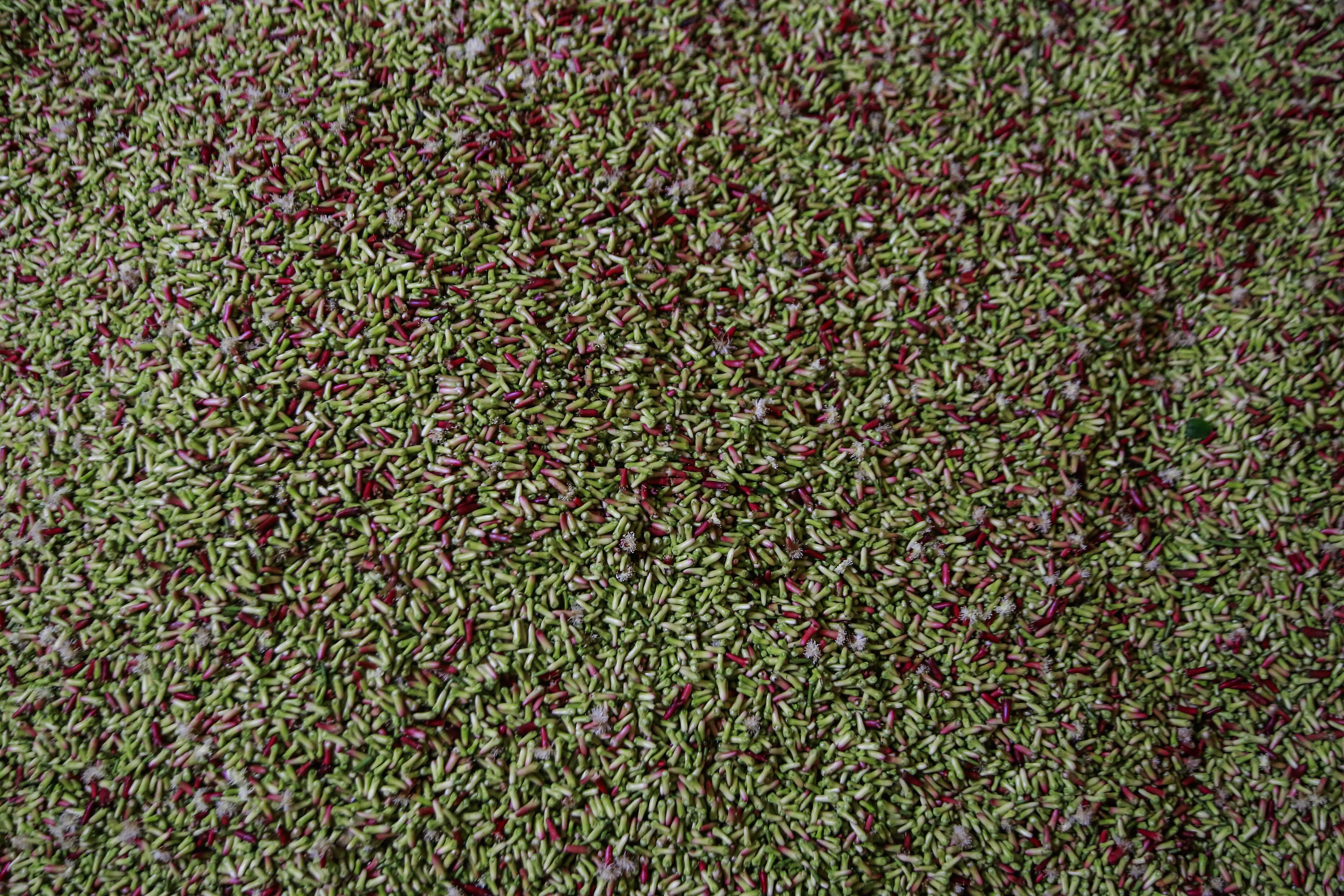 Tumpukan cengkeh yang telah dipashkan dari batangnya di Desa Gurabunga Tidore Kepulauan, Maluku Utara.