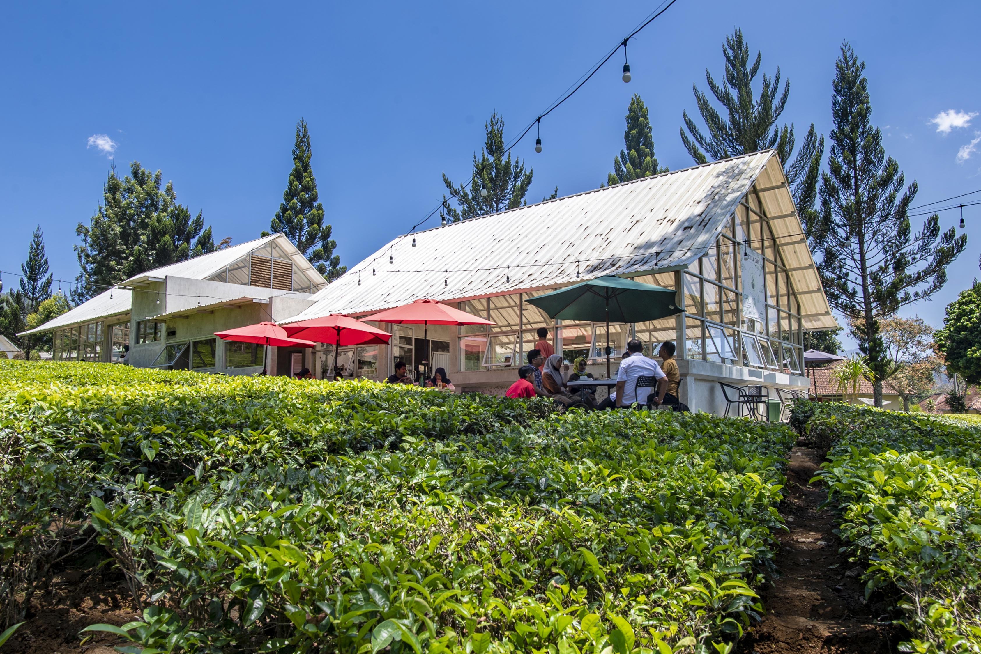 Suasana Pepeteka Cafe di Perkebunan Teh Pusat Penelitian Teh dan Kina (PPTK) Gambung, Bandung, Jawa Barat.