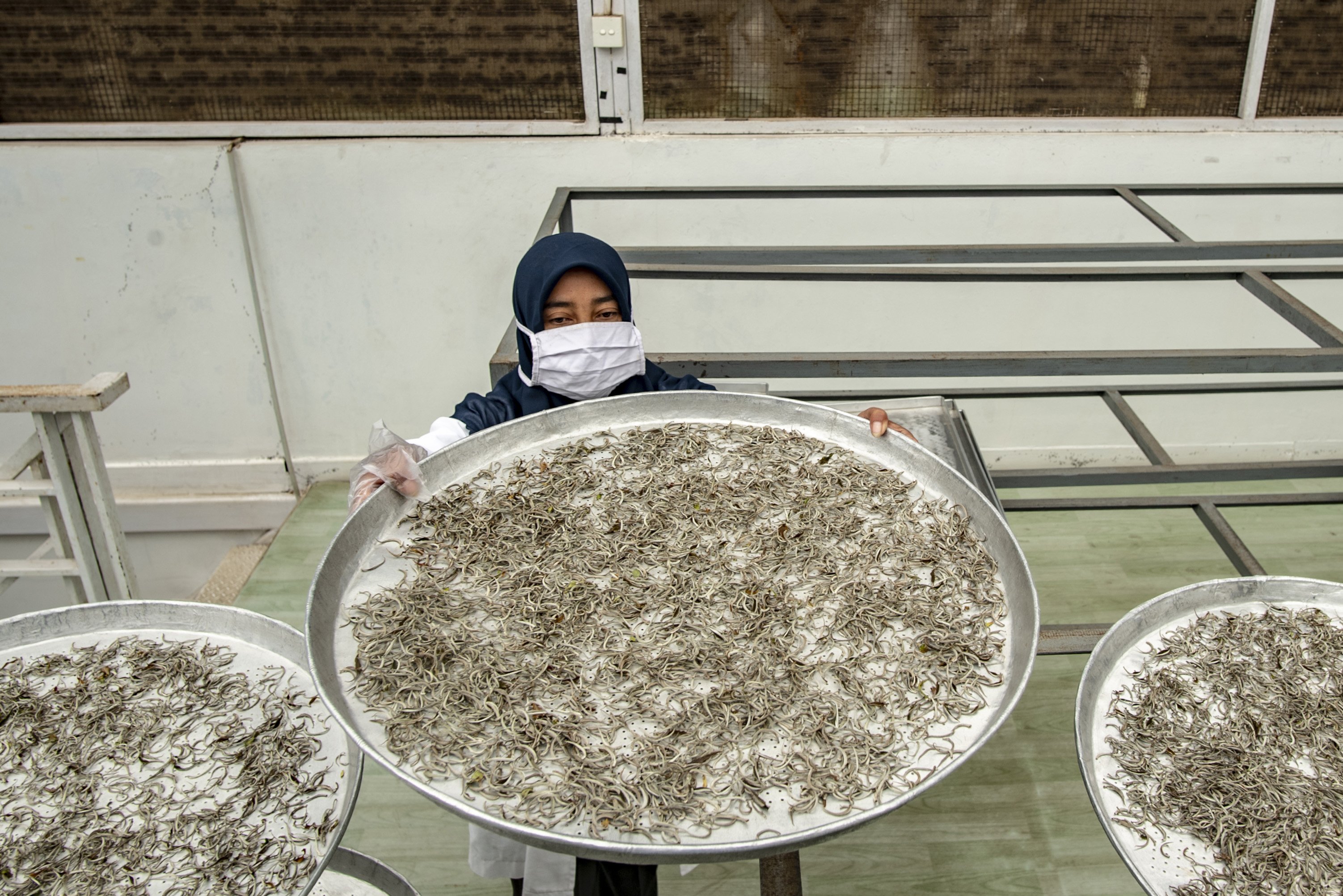 Seorang pekerja menjemur pucuk teh putih di Perkebunan Teh Pusat Penelitian Teh dan Kina (PPTK) Gambung, Bandung, Jawa Barat.