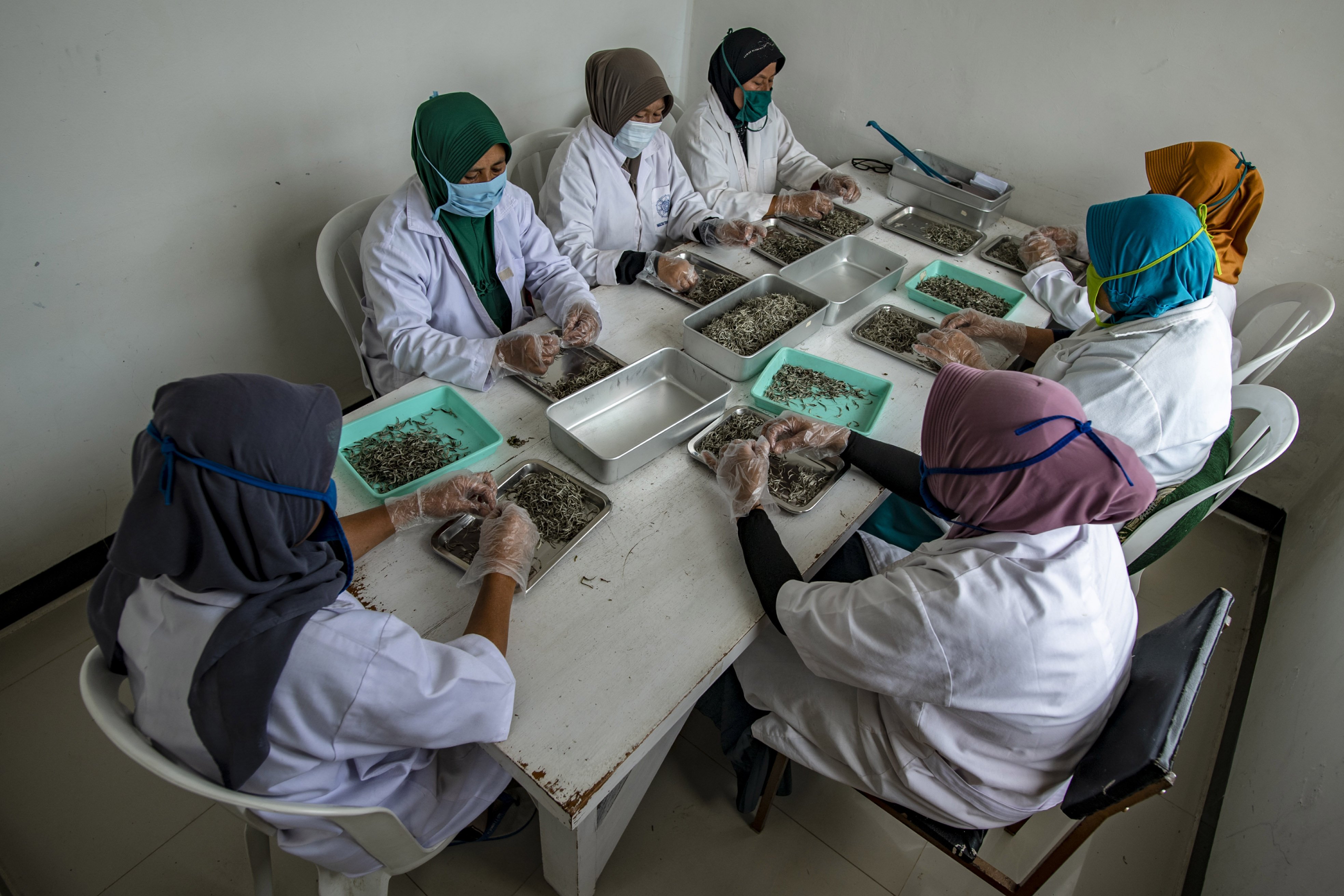 Pekerja memilah pucuk teh putih di Perkebunan Teh Pusat Penelitian Teh dan Kina (PPTK) Gambung, Bandung, Jawa Barat.