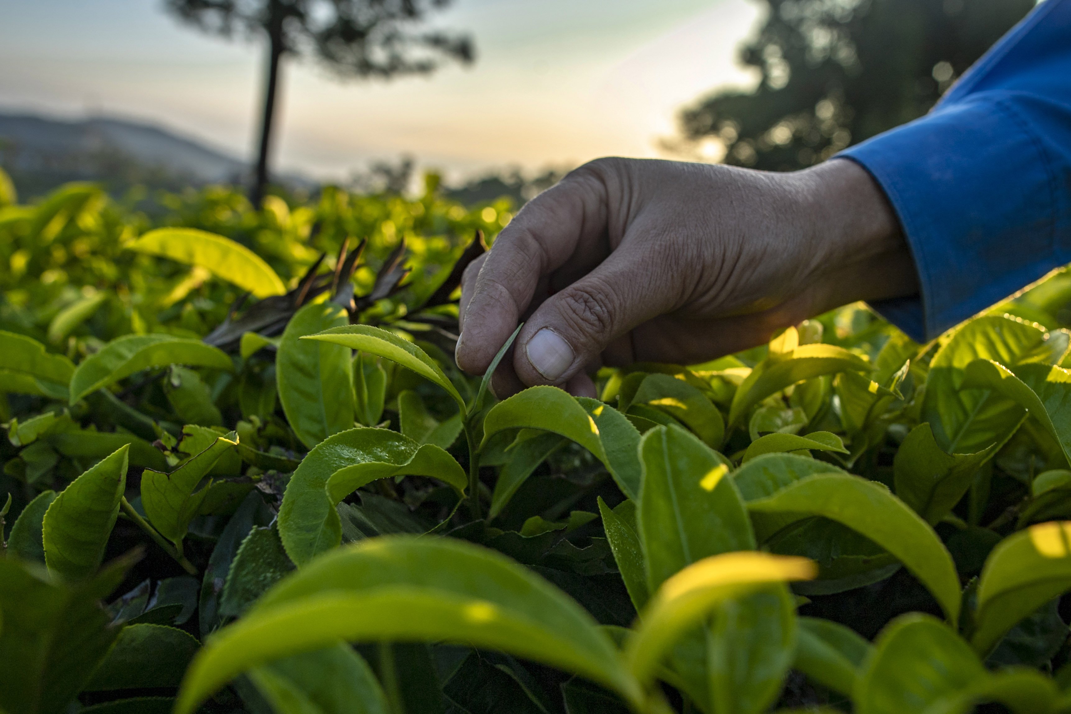 Seorang pekerja memetik teh putih di Perkebunan Teh Pusat Penelitian Teh dan Kina (PPTK) Gambung, Bandung, Jawa Barat.