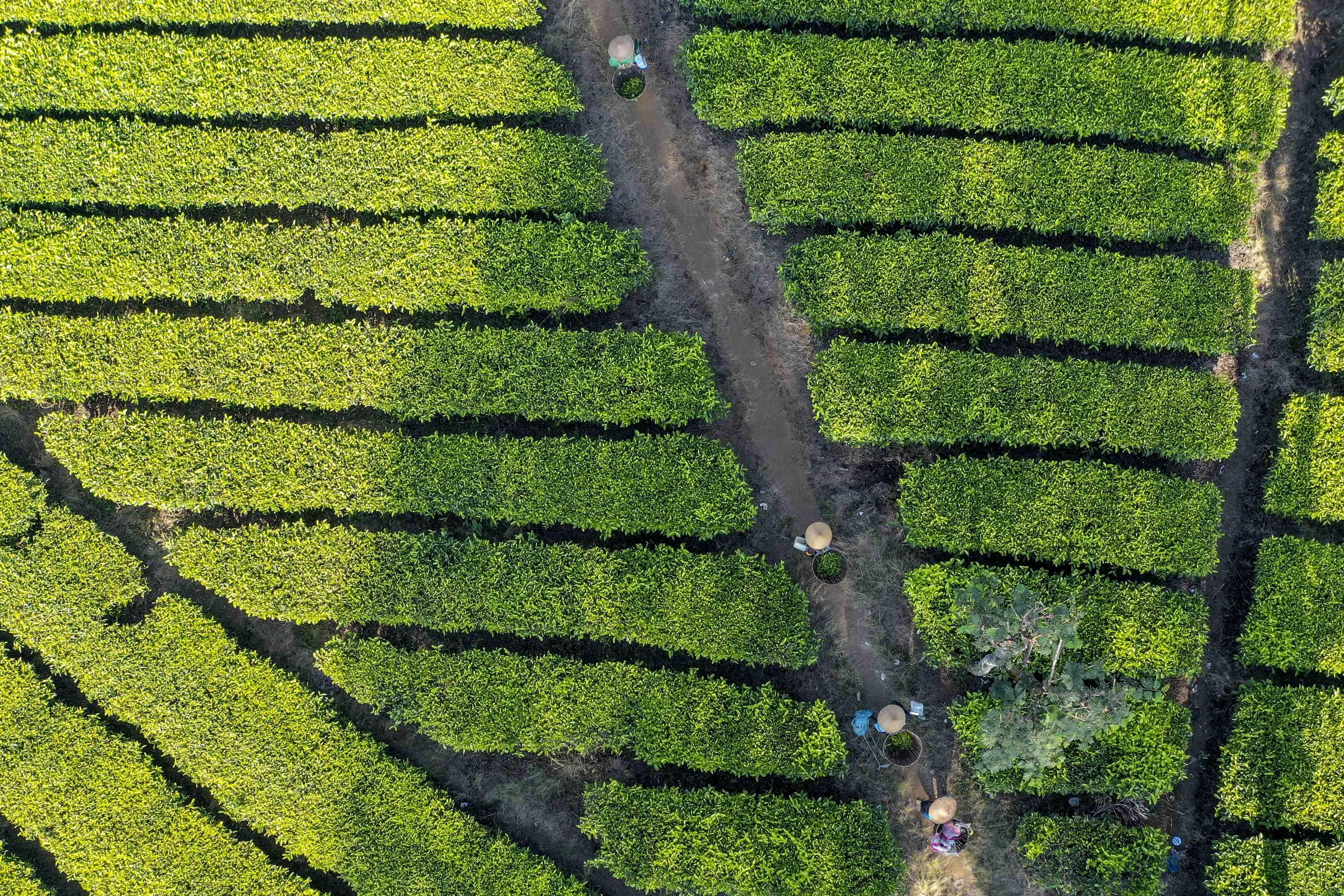 Pekerja memetik teh putih di Perkebunan Teh Pusat Penelitian Teh dan Kina (PPTK) Gambung, Bandung, Jawa Barat.