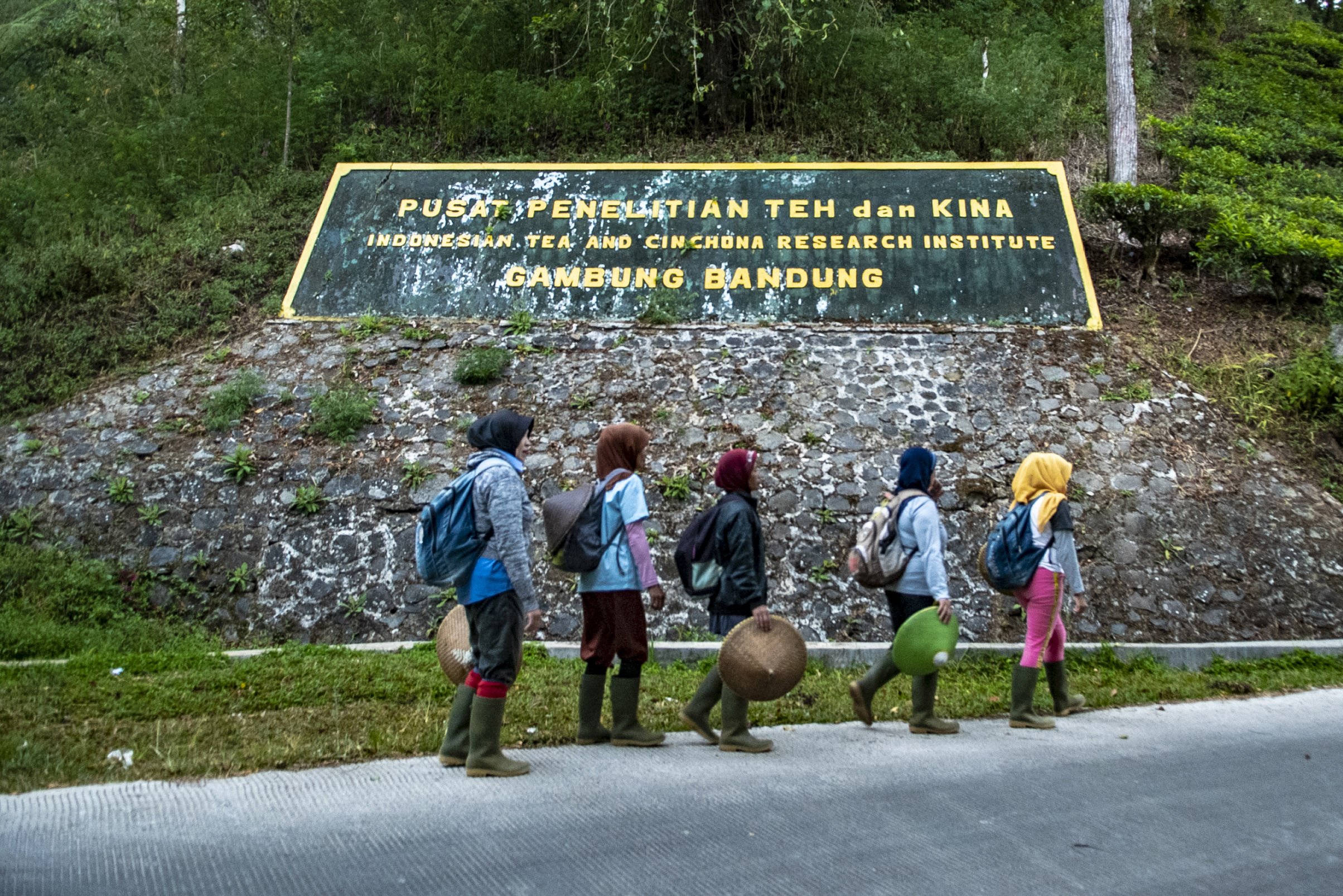 Sejumlah pekerja berjalan untuk memetik teh putih di Perkebunan Teh Pusat Penelitian Teh dan Kina (PPTK) Gambung, Bandung, Jawa Barat.