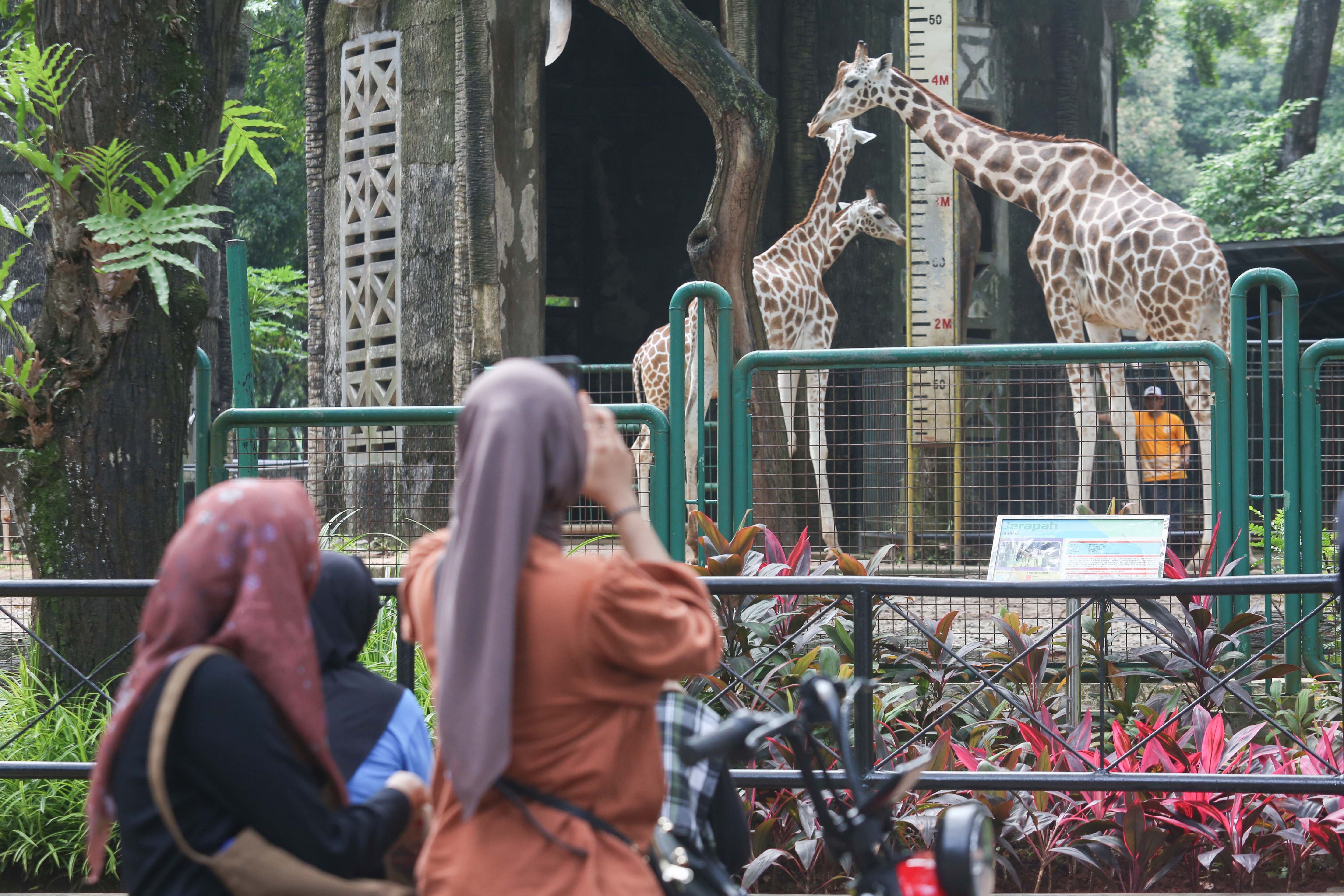 Pengunjung melihat jerapah di Taman Margasatwa Ragunan, Jakarta, Rabu (8/1/2025). Penjabat Gubernur Jakarta, Teguh Setyabudi memberikan nama kepada anak jerapah yang lahir pada 3 Desember 2024 dengan nama Rajaka yang berarti Ragunan Jakarta.