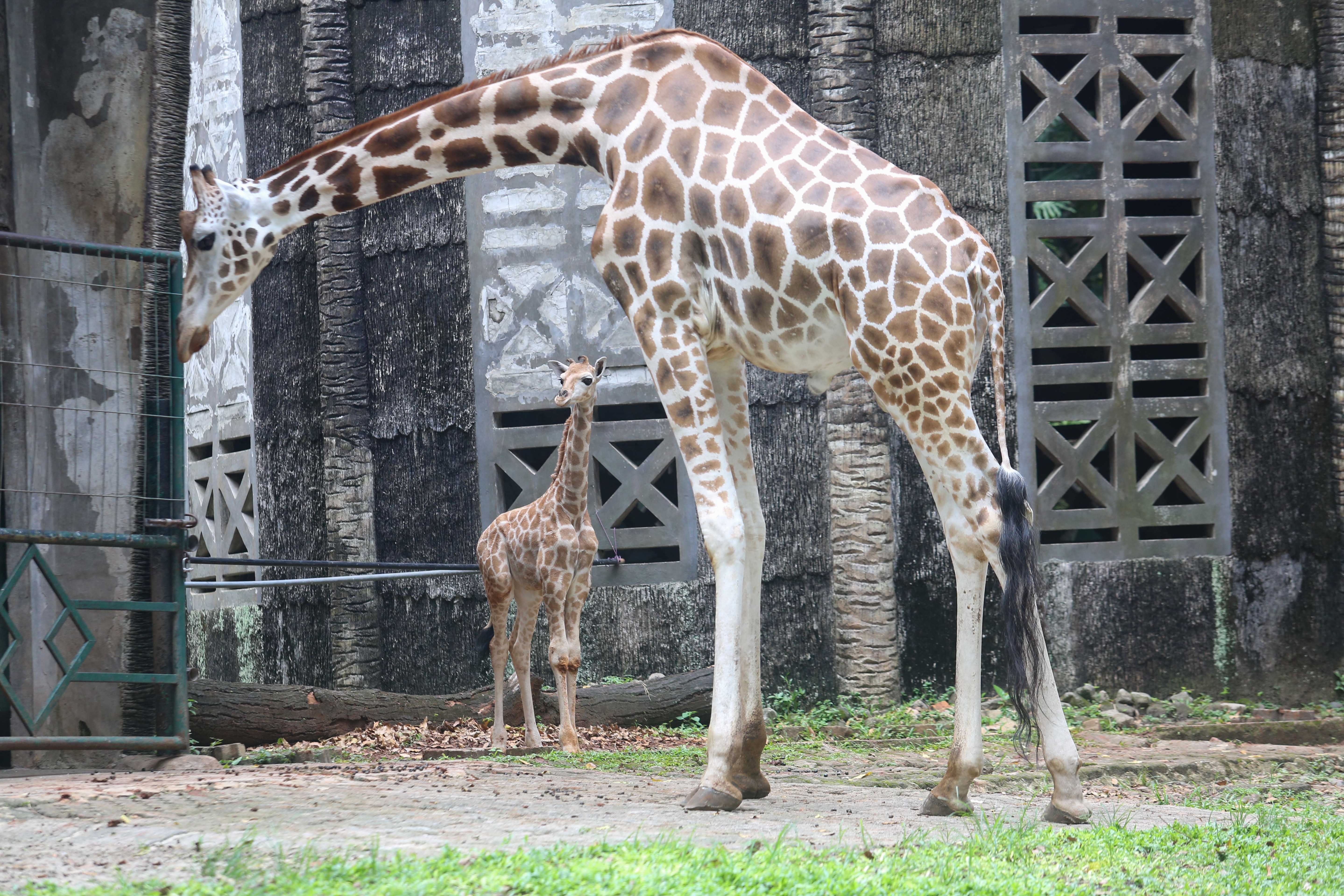 Seekor anak jerapah bernama Rajaka (kiri) bersama induknya di Taman Margasatwa Ragunan, Jakarta, Rabu (8/1/2025). Penjabat Gubernur Jakarta, Teguh Setyabudi memberikan nama kepada anak jerapah yang lahir pada 3 Desember 2024 dengan nama Rajaka yang berarti Ragunan Jakarta.