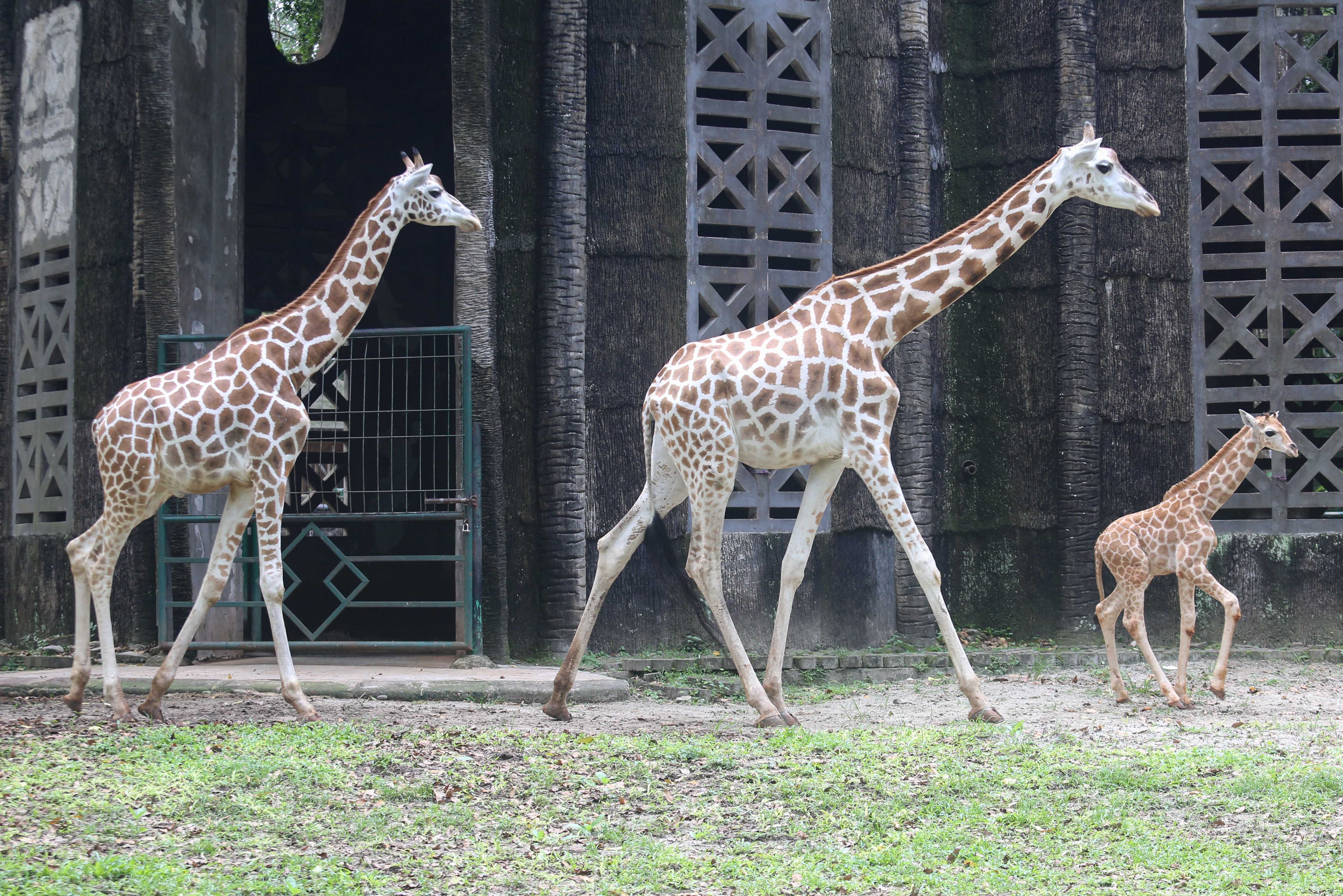 Seekor anak jerapah bernama Rajaka (kanan) bersama induknya di Taman Margasatwa Ragunan, Jakarta, Rabu (8/1/2025). Penjabat Gubernur Jakarta, Teguh Setyabudi memberikan nama kepada anak jerapah yang lahir pada 3 Desember 2024 dengan nama Rajaka yang berarti Ragunan Jakarta.