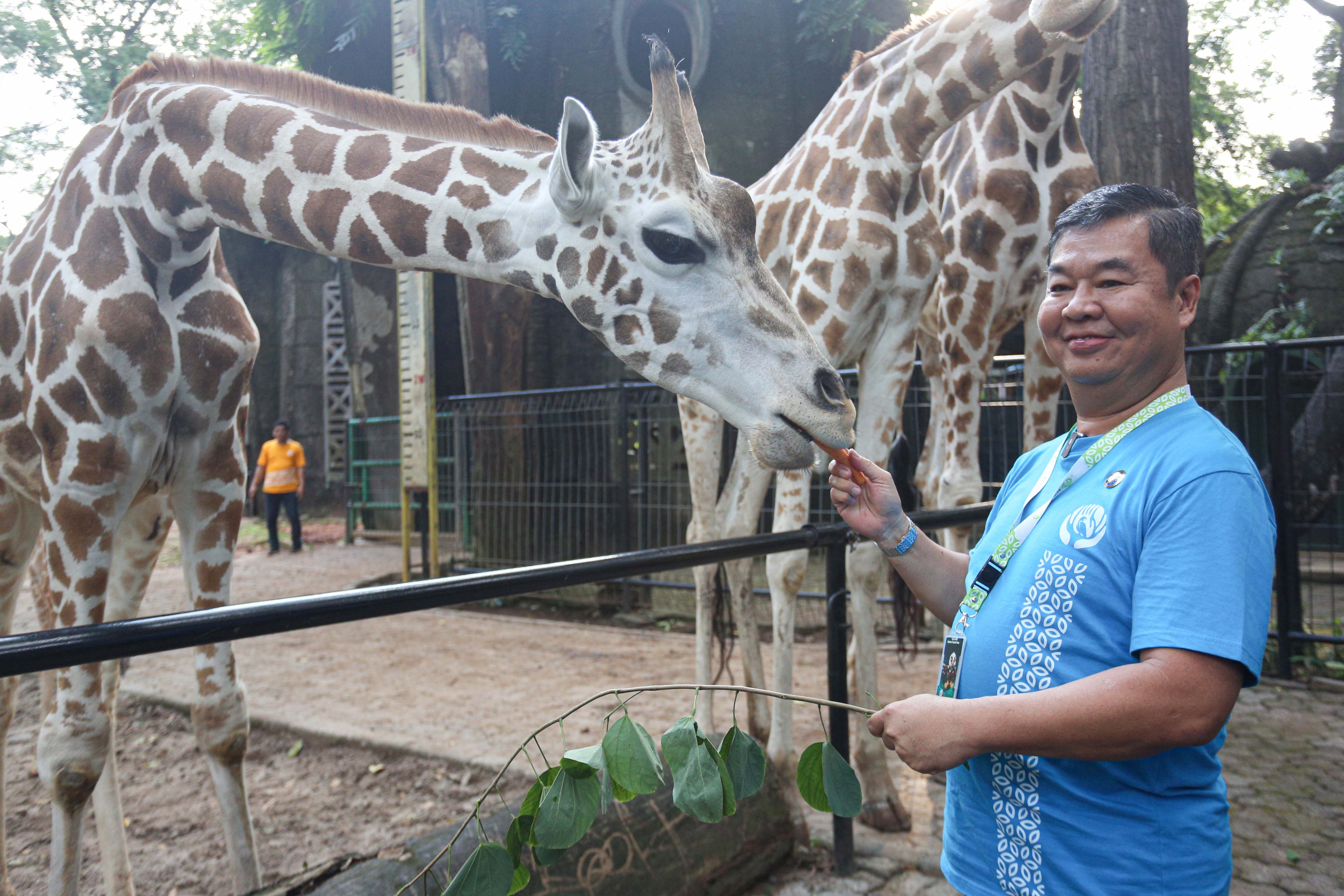 Penjabat Gubernur Jakarta, Teguh Setyabudi memberi makan jerapah usai acara pemberian nama kepada anak jerapah di Taman Margasatwa Ragunan, Jakarta, Rabu (8/1/2025). Anak jerapah yang lahir pada 3 Desember 2024 tersebut diberi nama Rajaka yang berarti Ragunan Jakarta.