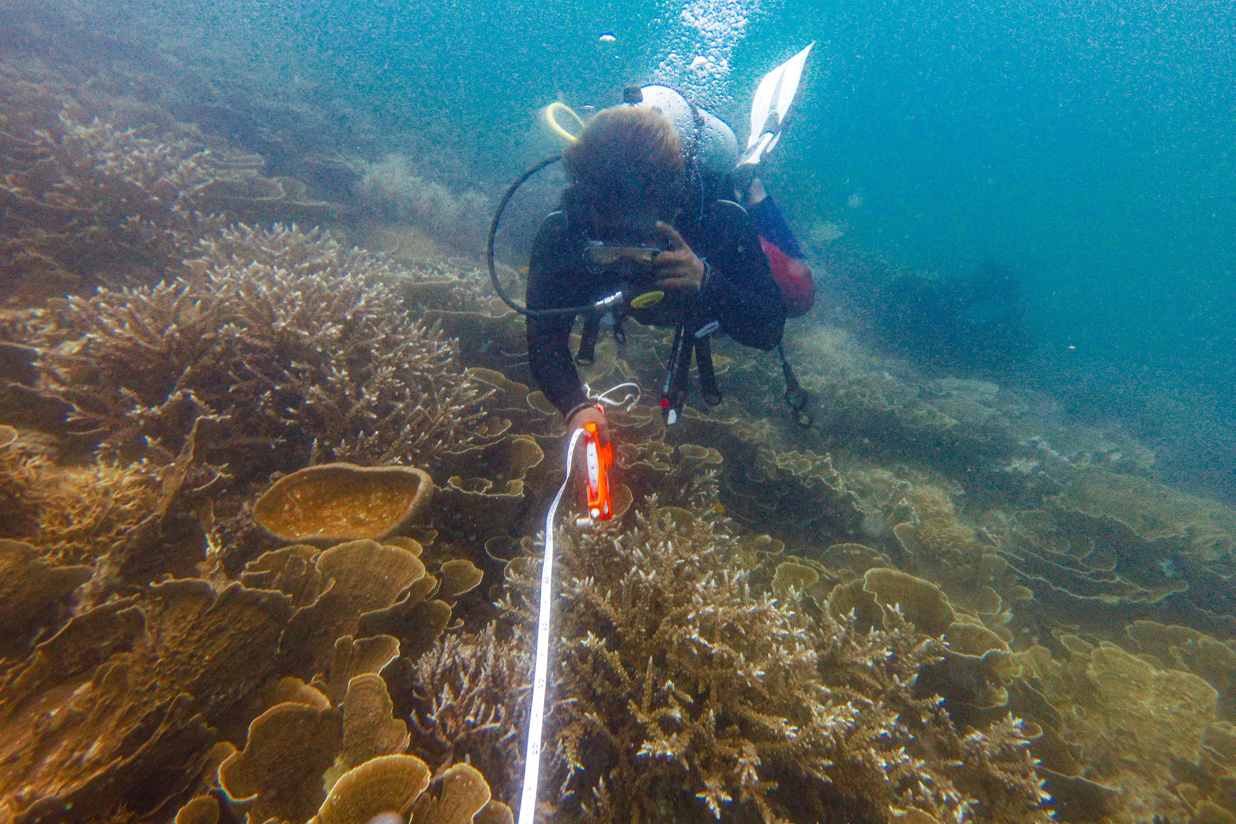 Ketua Jaringan Daerah Perlindungan Laut Berbasis Masyarakat (DPL-BM) Pulau Tidung Lahmanudin Jordy alias Limbad mengukur tutupan terumbu karang di dalam perairan Pulau Tidung, Jakarta.