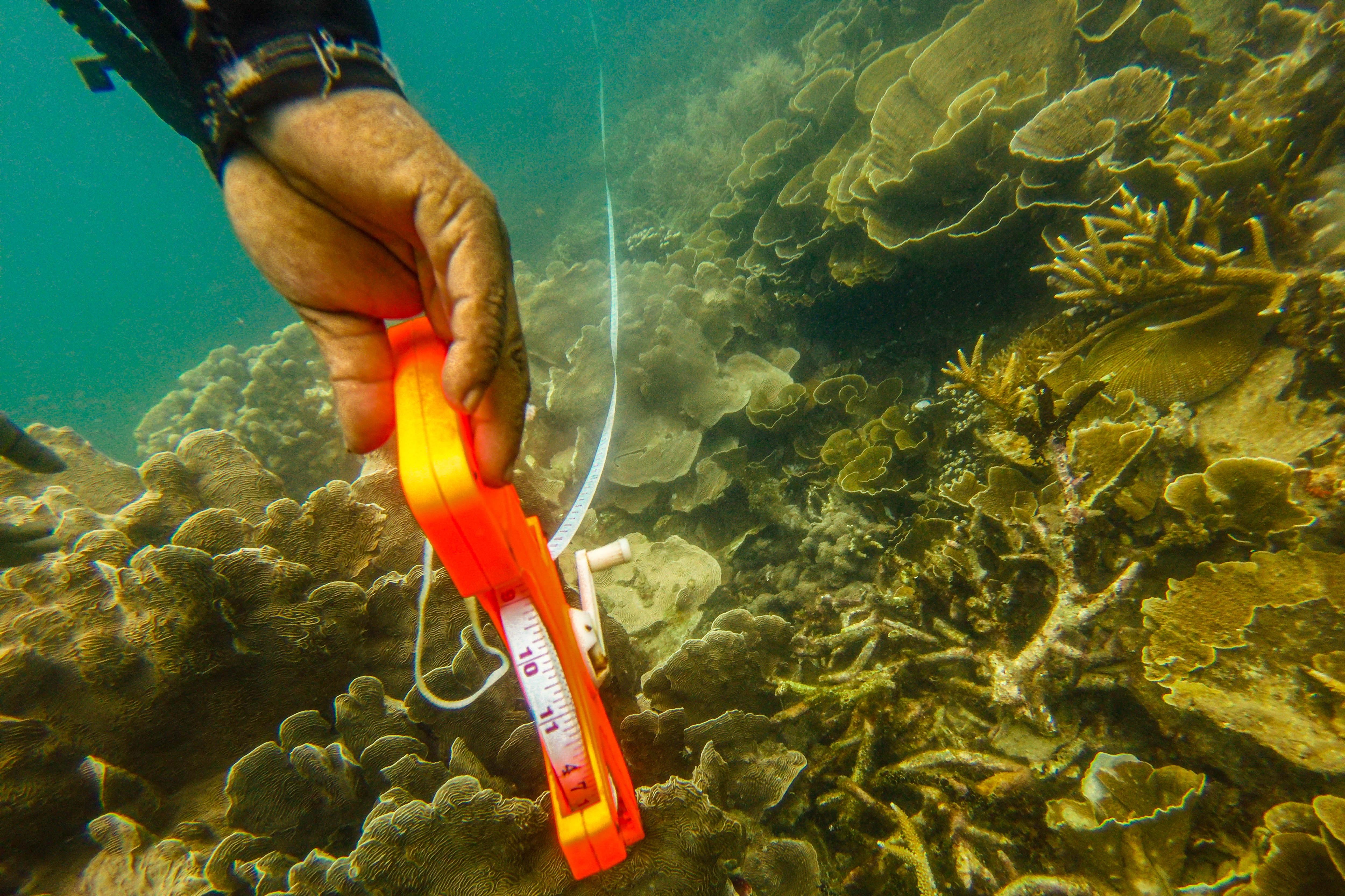Ketua Jaringan Daerah Perlindungan Laut Berbasis Masyarakat (DPL-BM) Pulau Tidung Lahmanudin Jordy alias Limbad mengukur tutupan terumbu karang di dalam perairan Pulau Tidung, Jakarta.