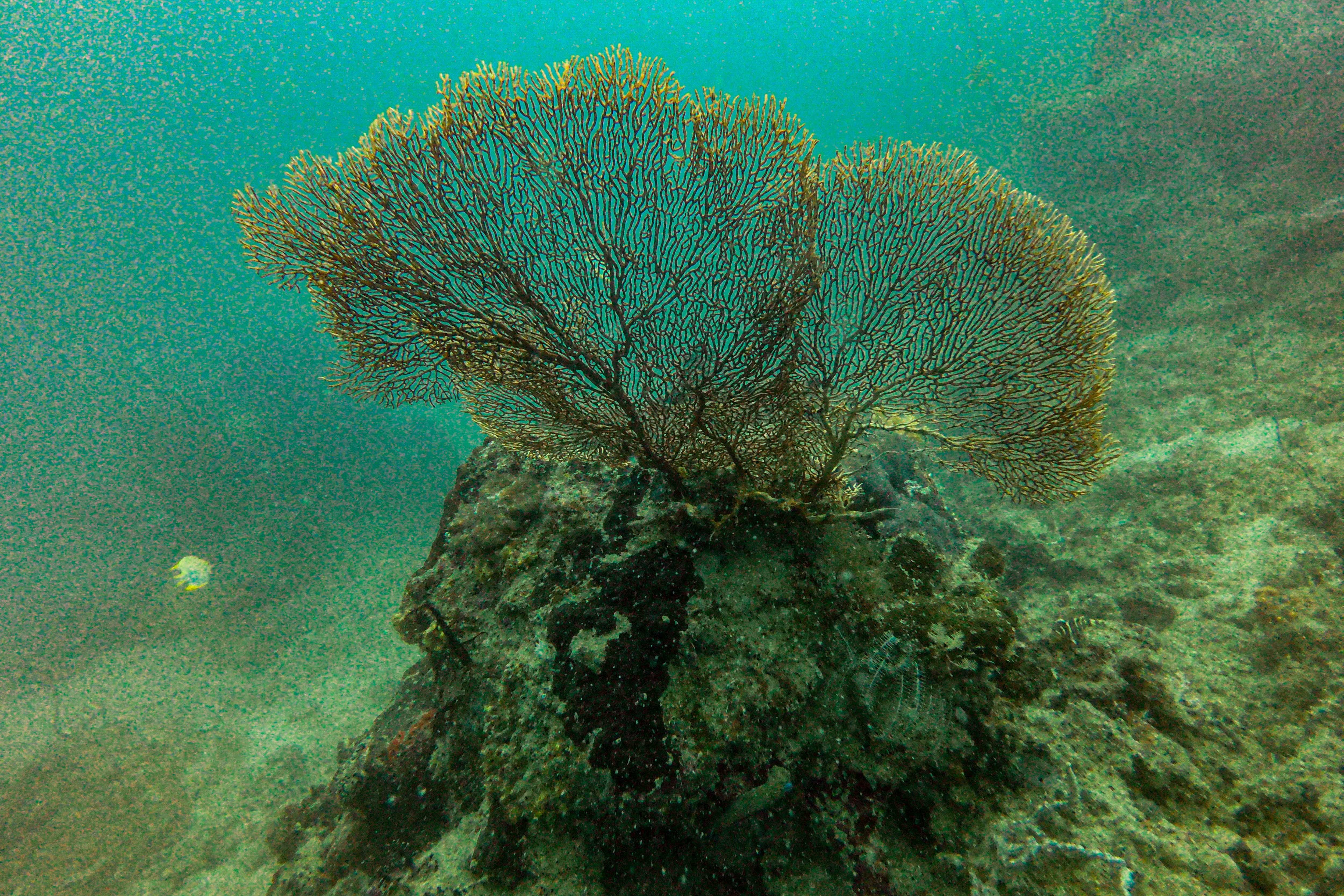Kondisi terumbu karang di dalam perairan Pulau Tidung, Jakarta.