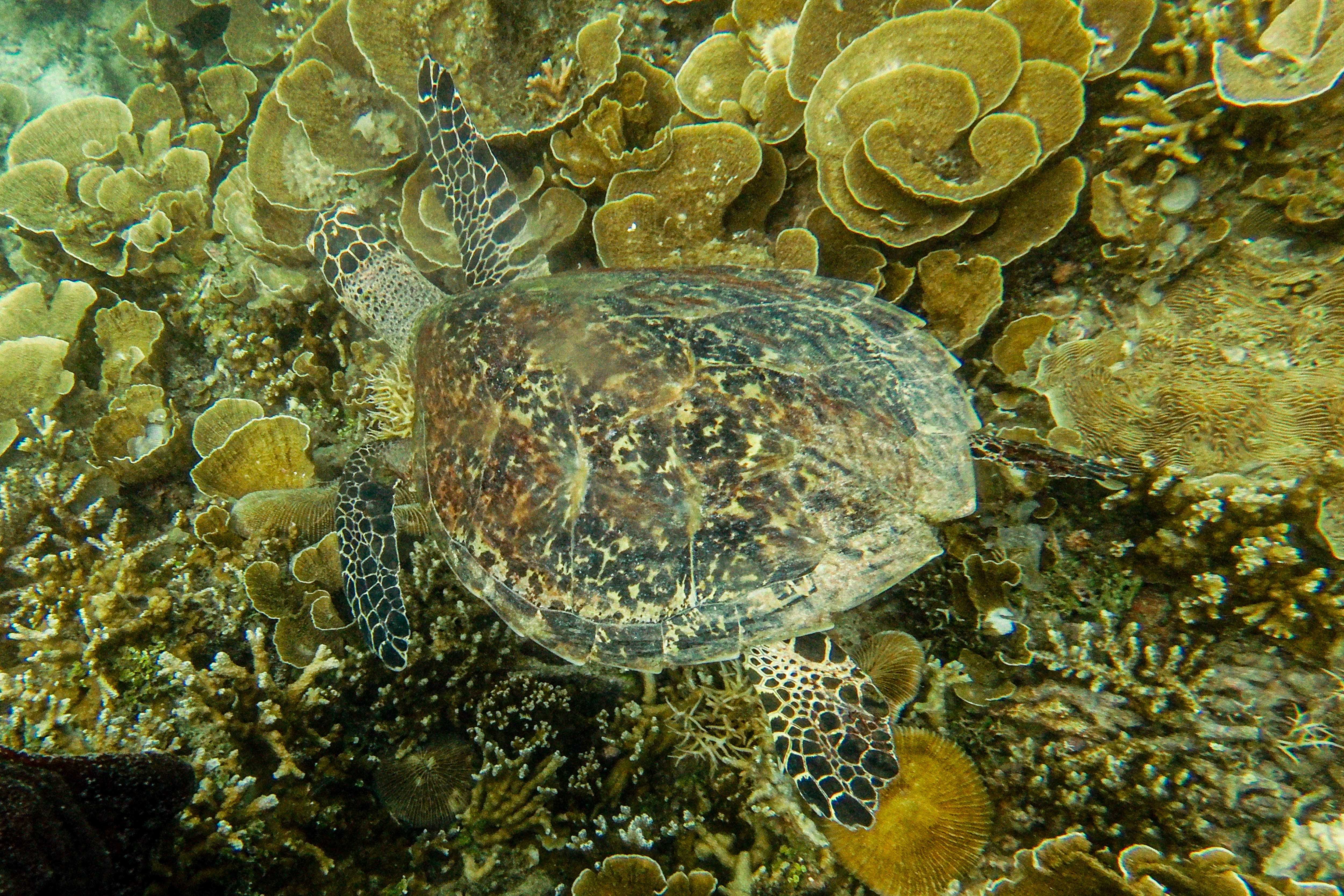 Penyu hijau (Chelonia mydas) berenang di atas terumbu karang Montipora aquituberculata di dalam perairan Pulau Tidung, Jakarta.