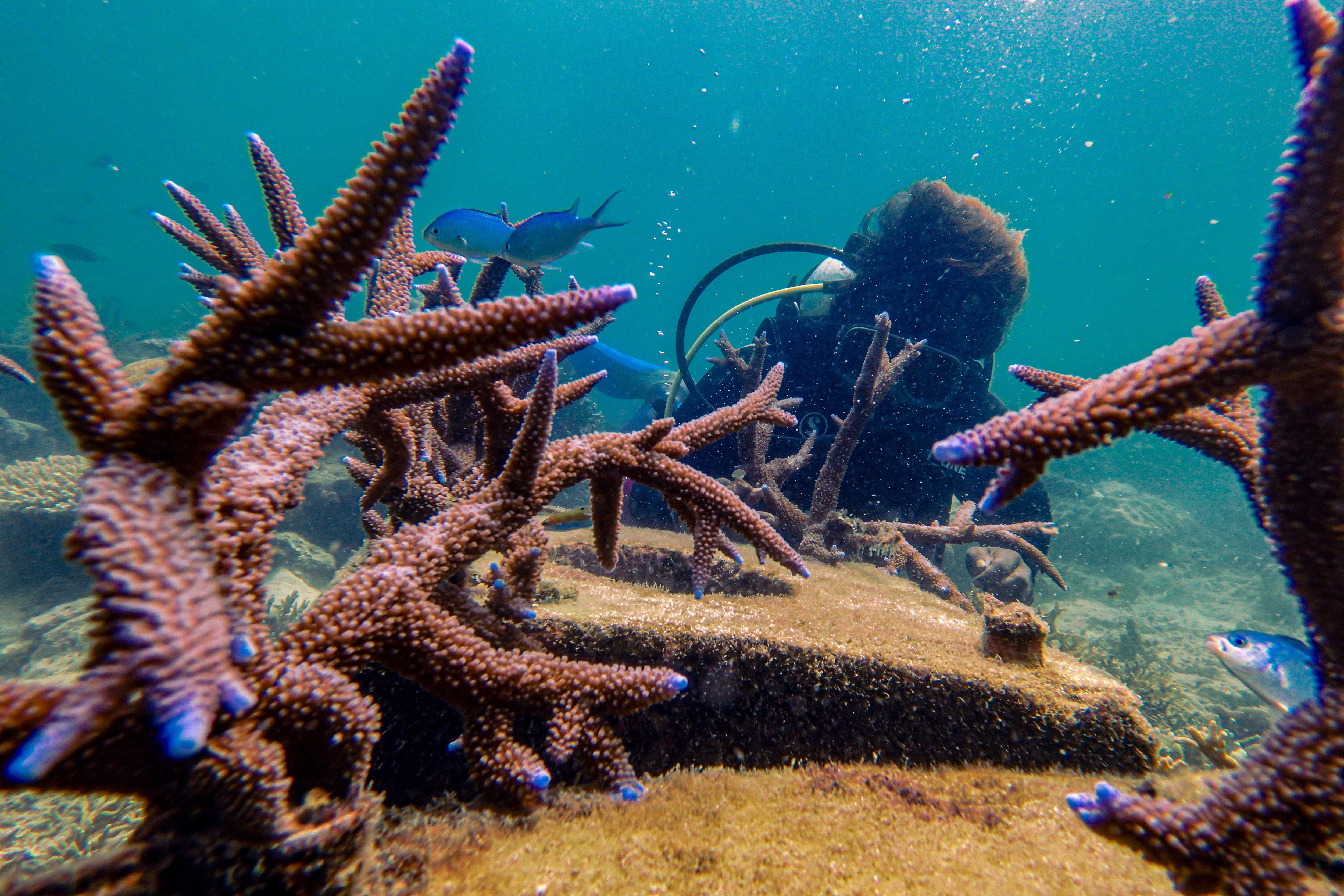 Ketua Jaringan Daerah Perlindungan Laut Berbasis Masyarakat (DPL-BM) Pulau Tidung Lahmanudin Jordy alias Limbad menanam terumbu karang Acropora cervicornis di dalam perairan Pulau Tidung, Jakarta.