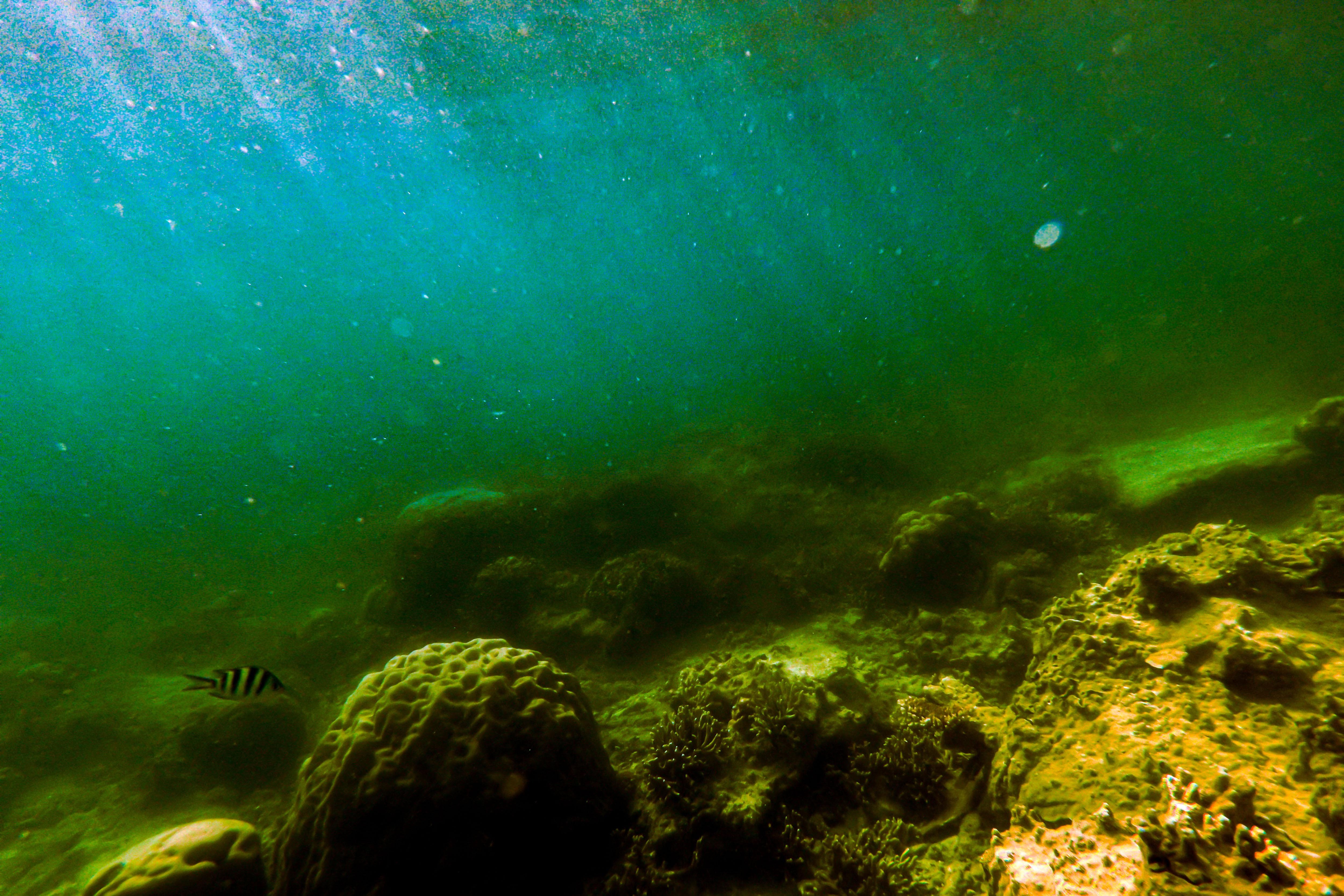 Kondisi terumbu karang di dalam perairan Pulau Tidung, Jakarta.