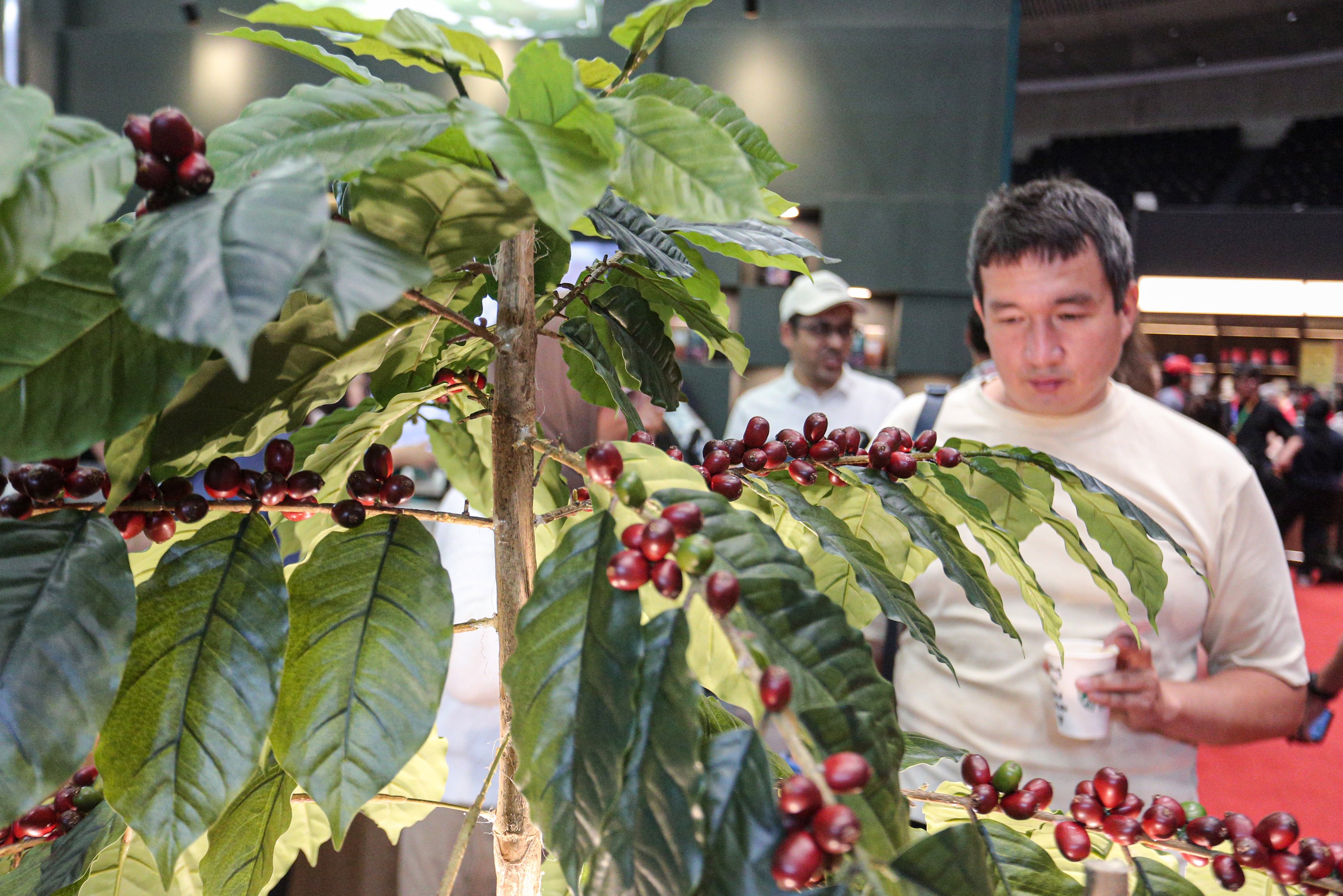 Pengunjung melihat pohon kopi yang dihadirkan pada pameran World of Coffee Jakarta 2025 di Jakarta International Convention Center (JICC), Kamis (15/5/2025). Pameran yang pertama kali diadakan di Indonesia dan berlangsung hingga 17 Mei 2025 ini diikuti oleh lebih dari 400 merek kopi terkemuka yang menjadi wadah bagi pelaku industri, pemerintah dan para profesional kopi global dalam menemukan peluang bisnis di industri tersebut. 