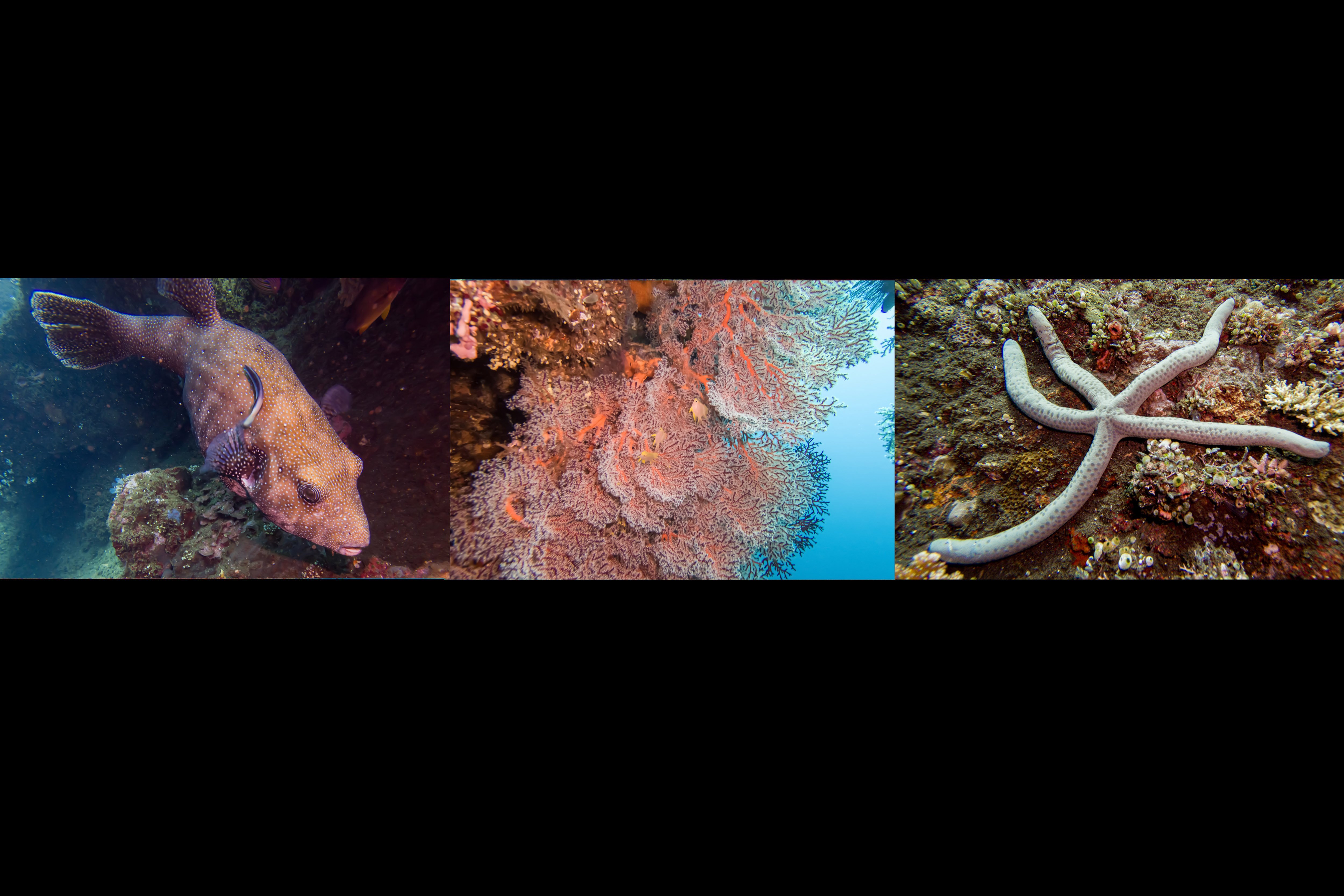 Biota laut Ikan Buntal (tetraodontidae) Koral Gorgonia ventalina (tengah) dan Bintang Laut (asteroidea) di Perairan Laut Tulamben di Desa Tulamben, Kubu, Karangasem, Bali.