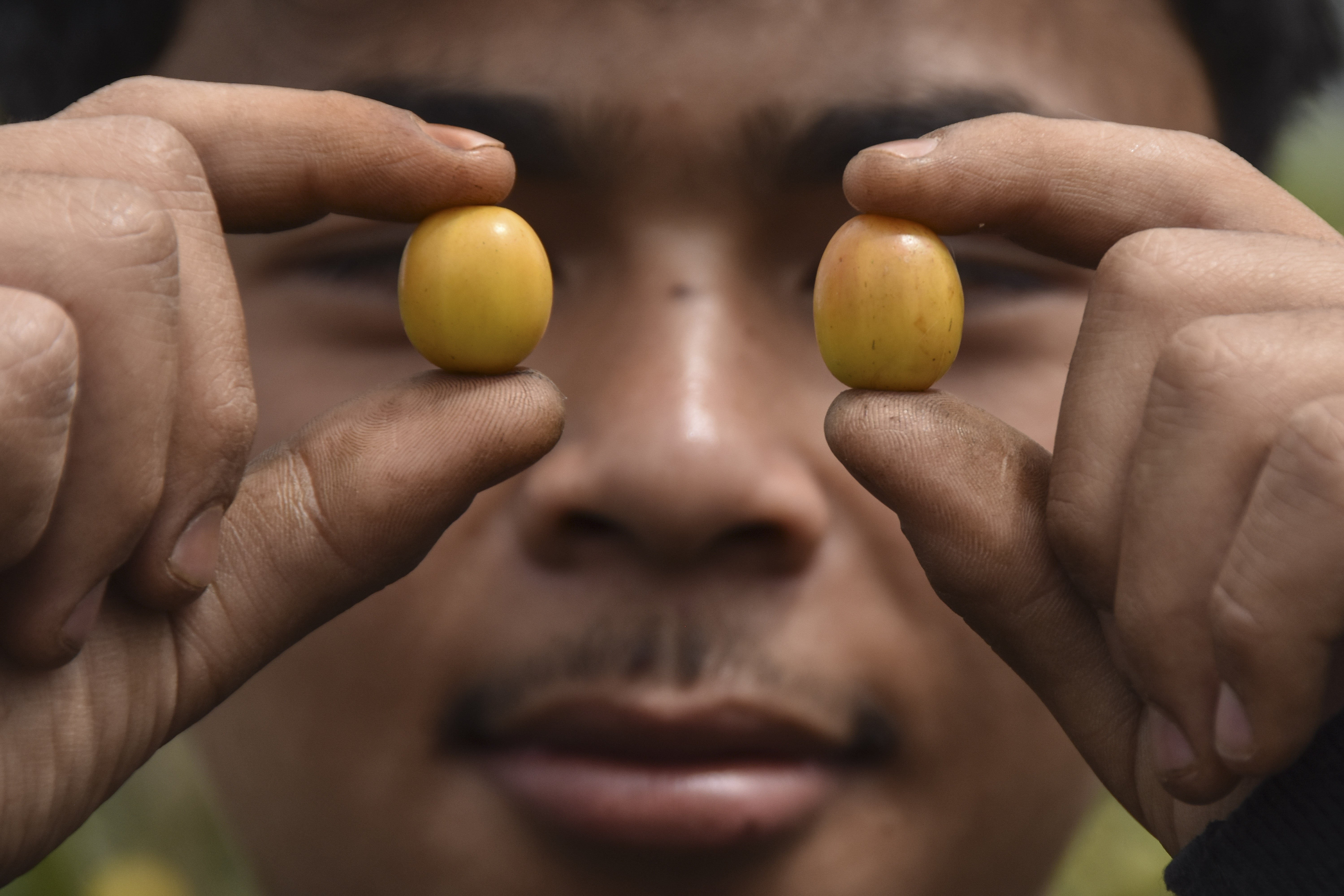 Petani anggota Koperasi Merah Putih memperlihatkan buah kopi ceri varietas Yellow Bourbon di Desa Karamatwangi, Kecamatan Cisurupan, Kabupaten Garut, Jawa Barat.