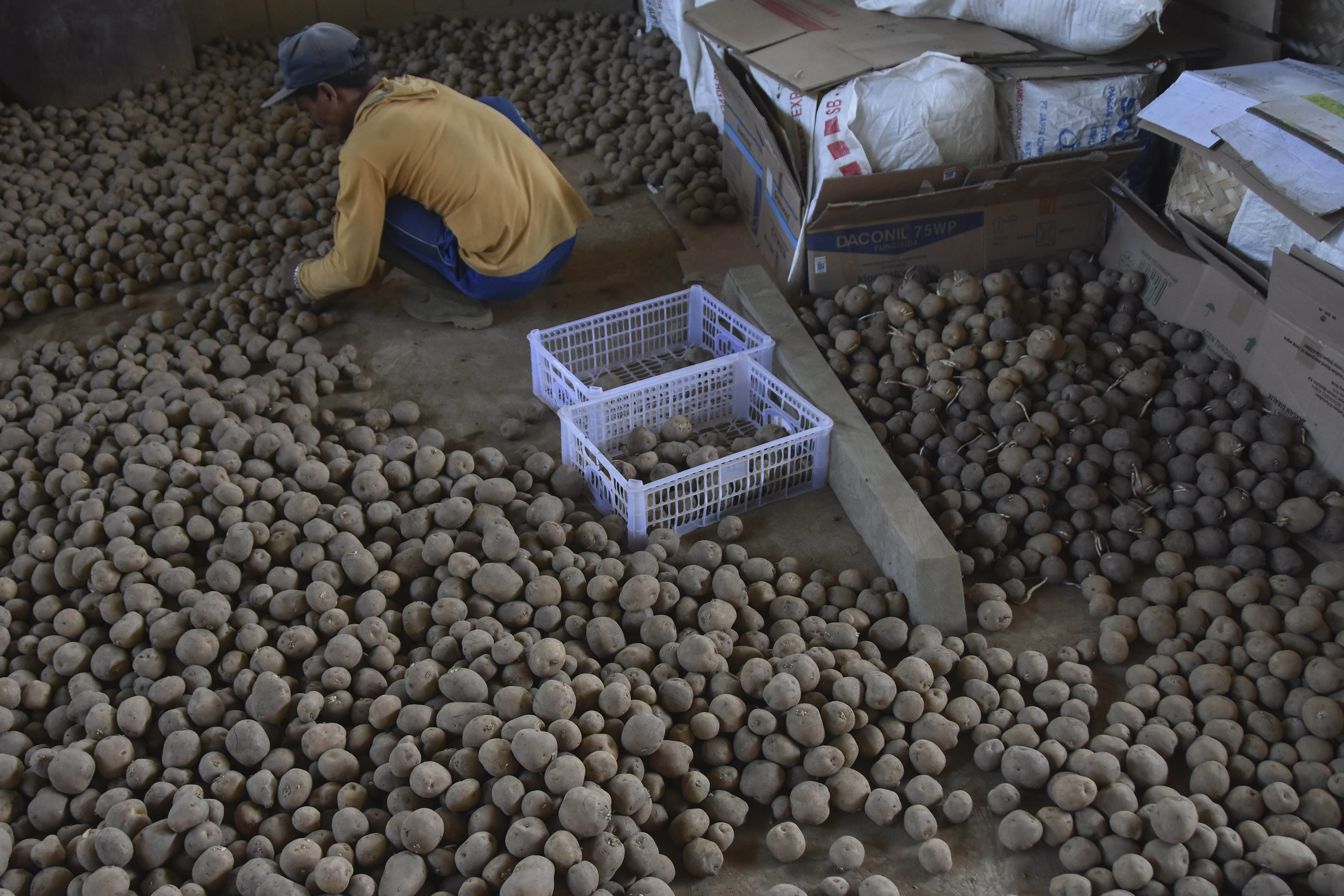 Pekerja memilah bibit kentang G1 di Gudang Koperasi Merah Putih Karamatwangi, Desa Karamatwangi, Kecamatan Cisurupan, Kabupaten Garut, Jawa Barat.