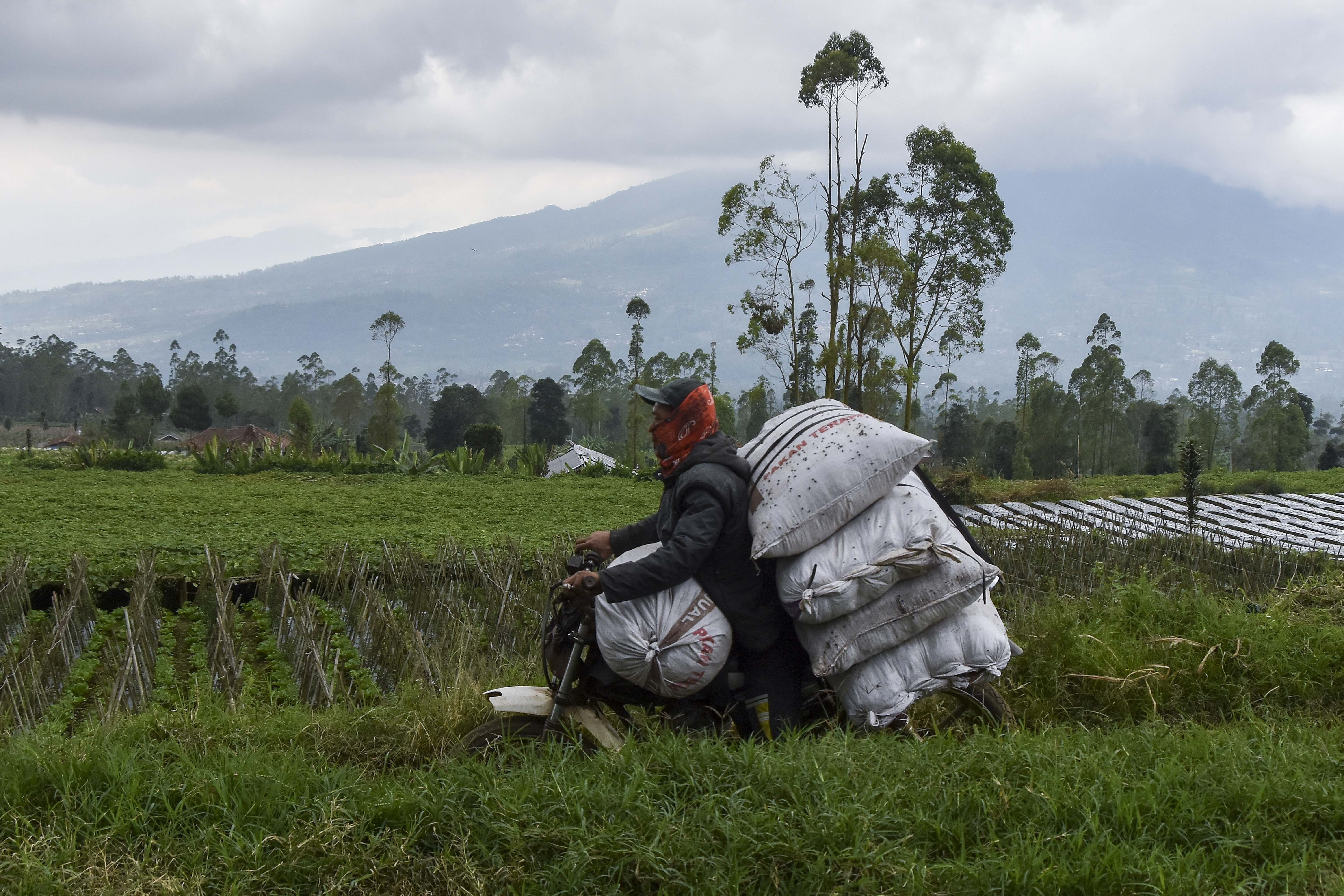 Ojek gunung membawa pupuk kandang ayam untuk petani Koperasi Merah Putih Karamatwangi di Desa Karamatwangi, Kecamatan Cisurupan, Kabupaten Garut, Jawa Barat.