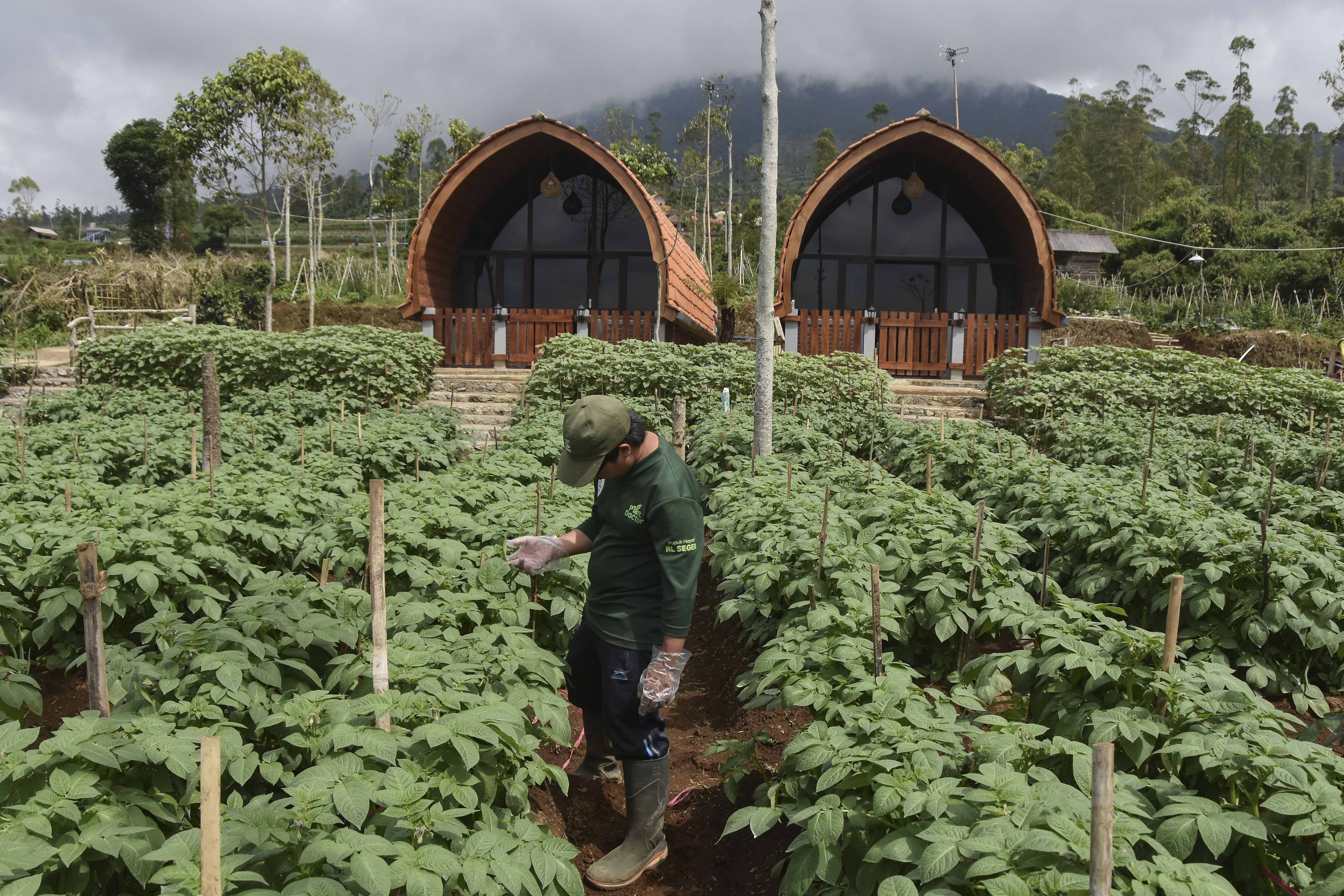 Pekerja klinik tanaman memeriksa pertumbuhan daun tanaman kentang milik petani anggota Koperasi Merah di Desa Karamatwangi, Kecamatan Cisurupan, Kabupaten Garut, Jawa Barat.