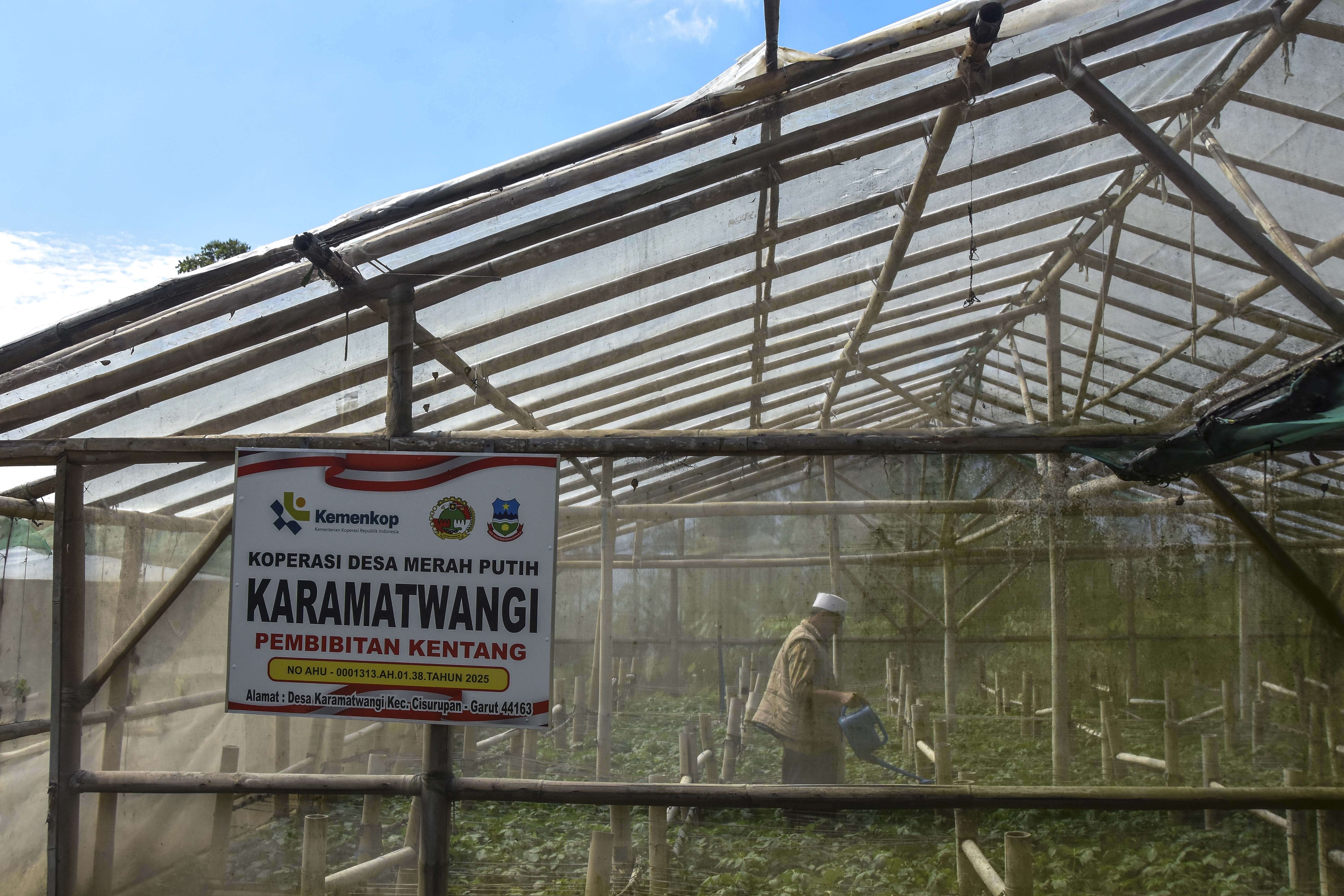 Petani dari Koperasi Merah Putih Karamatwangi menyiram tanaman di Asf Farm Desa Karamatwangi, Kecamatan Cisurupan, Kabupaten Garut, Jawa Barat.