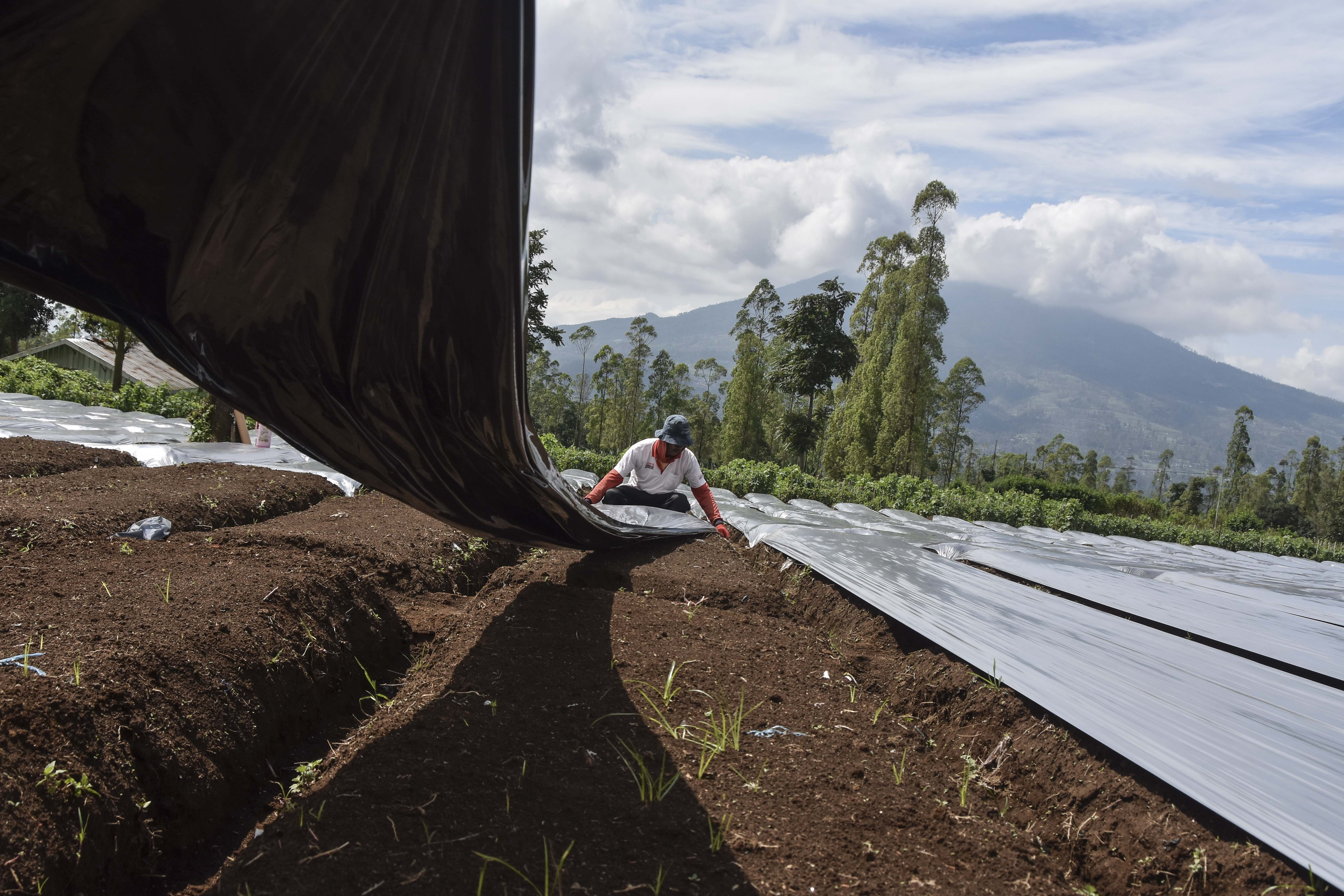 Petani dari Koperasi Merah Putih Karamatwangi memasang plastik mulsa yang akan ditanami kentang di Desa Karamatwangi, Kecamatan Cisurupan, Kabupaten Garut, Jawa Barat.