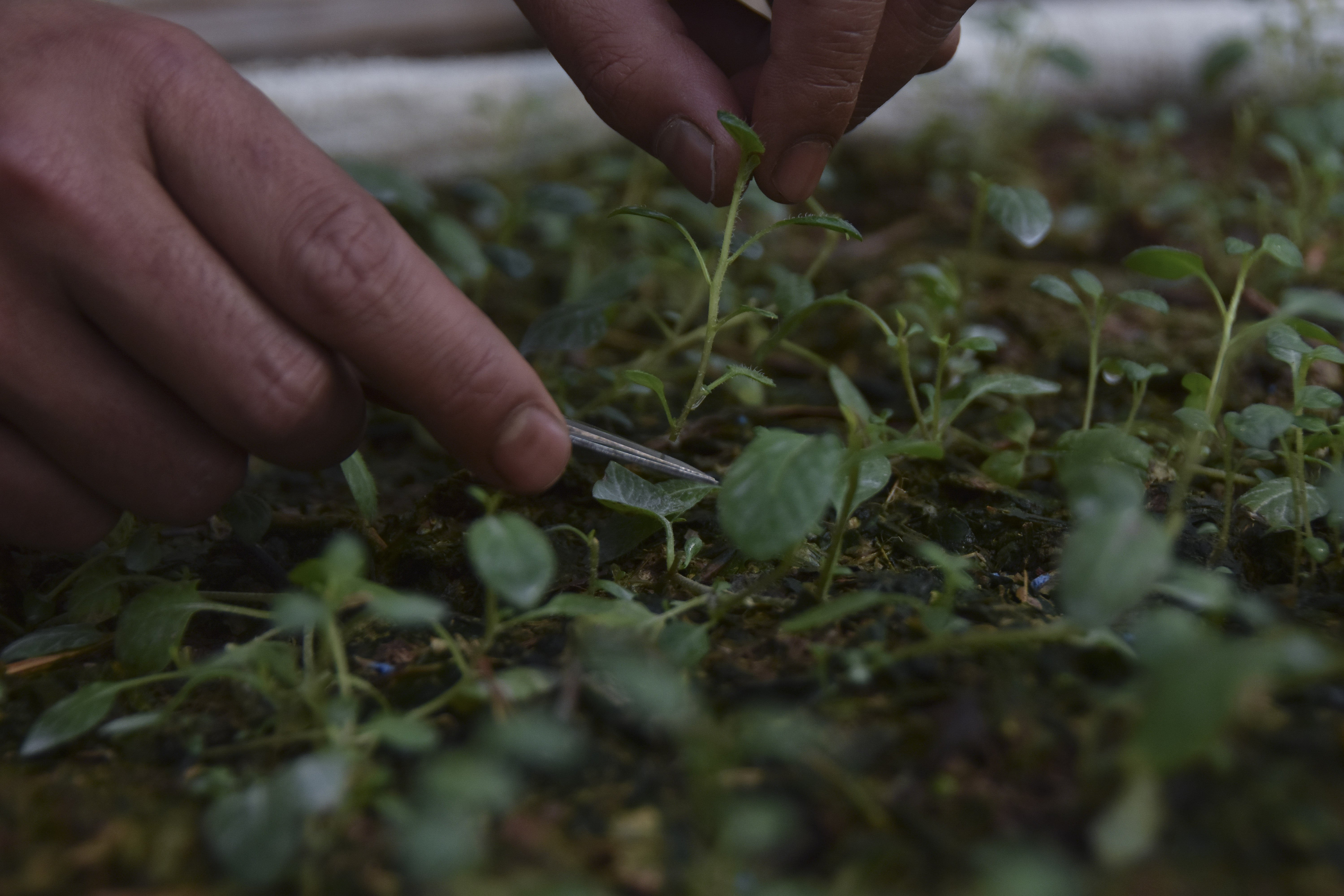 Petani dari Koperasi Merah Putih Karamatwangi memotong (stek) benih kentang dengan sistem green house di Asf Farm Desa Karamatwangi, Kecamatan Cisurupan, Kabupaten Garut, Jawa Barat.