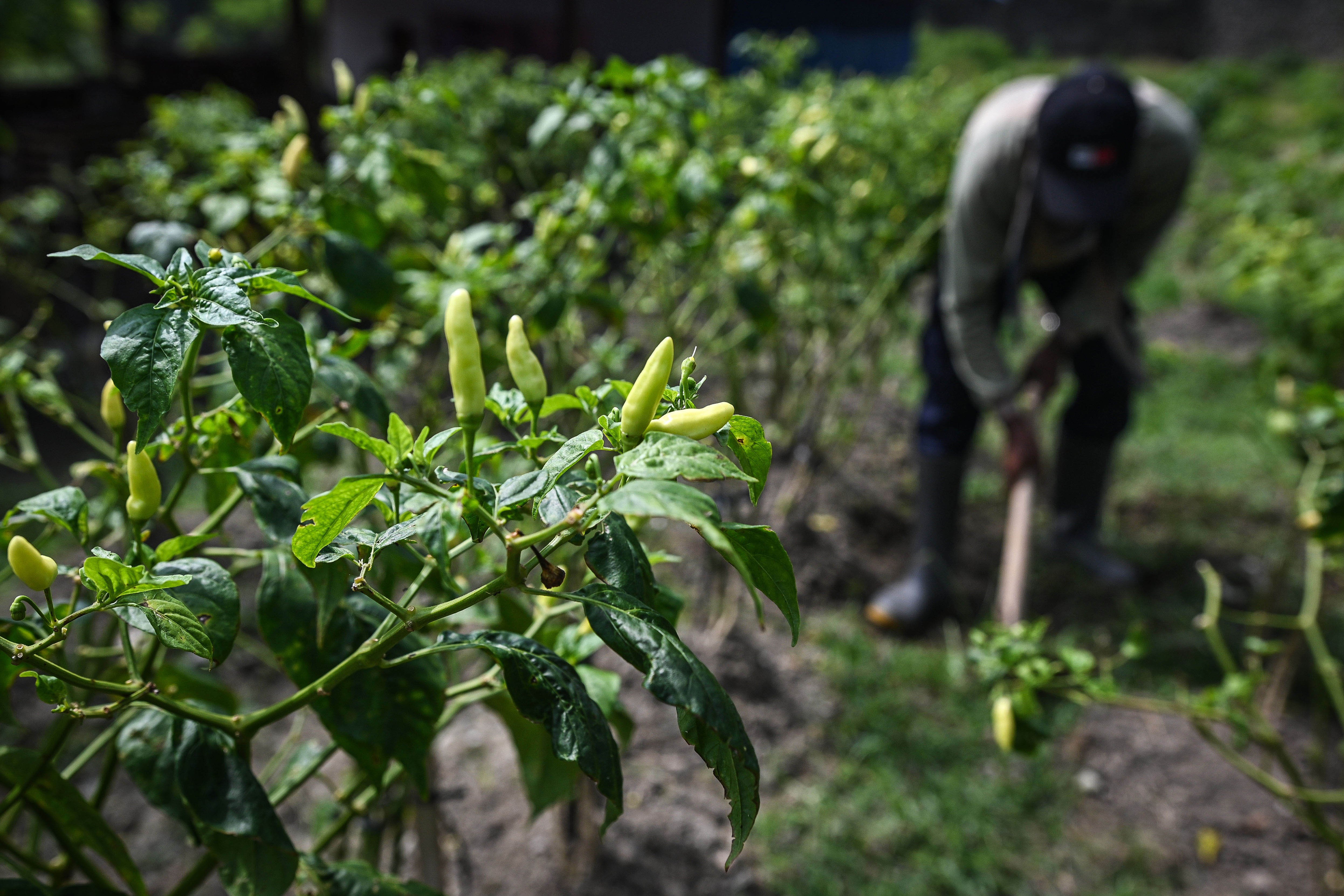 Warga binaan pemasyarakatan bekerja di pertanian tanaman cabai di wilayah Pulau Nusakambangan, Kabupaten Cilacap, Jawa Tengah.