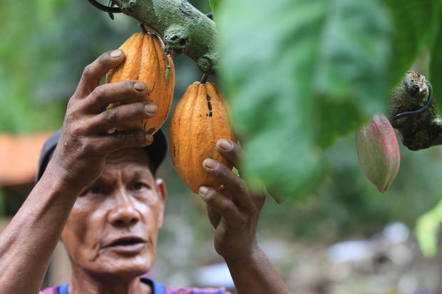 Target peremajaaan kakao nasional