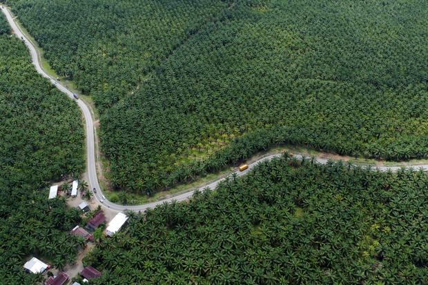 Produksi minyak CPO meningkat