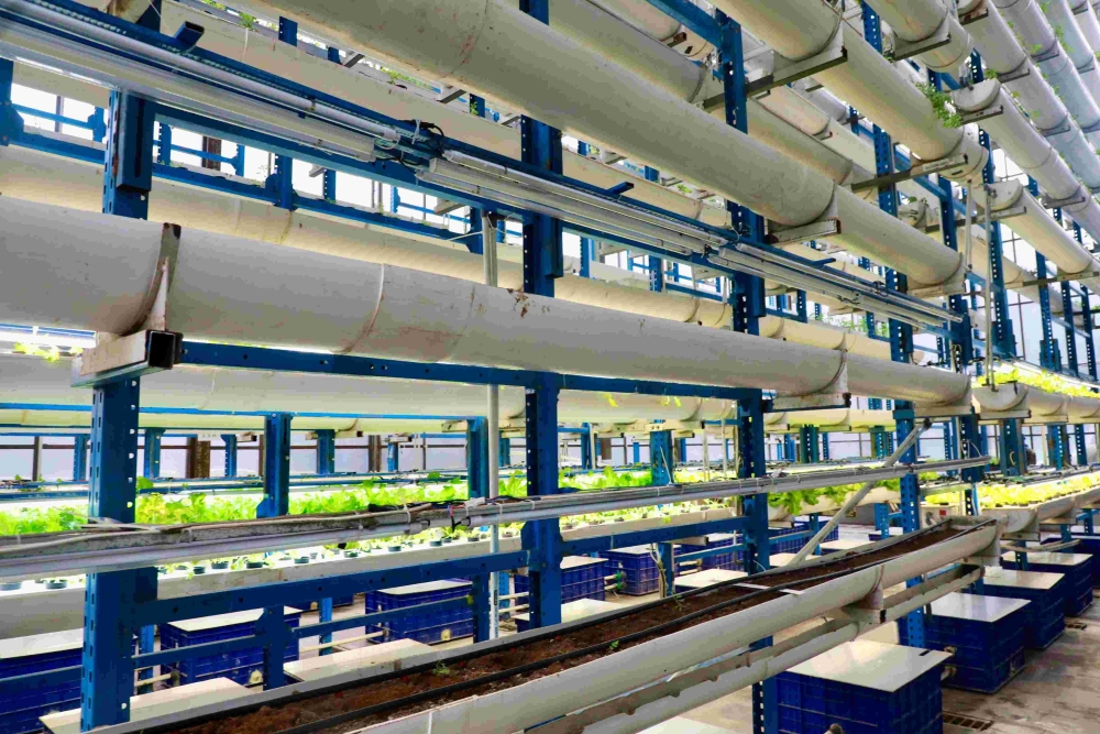 Kebun vertikal milik Ladang Farm