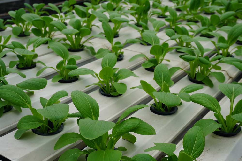 Urban Farming di Masjid Asy-Syifa RSCM