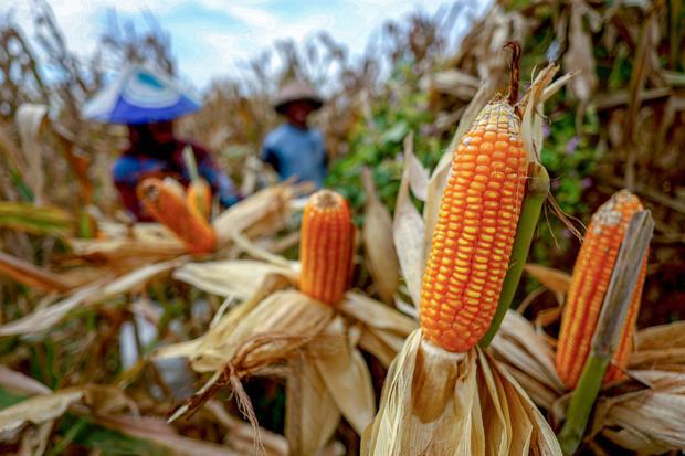 Petani memanen jagung saat panen raya di Baron, Nganjuk, Jawa Timur, Senin (1/12/2025). 