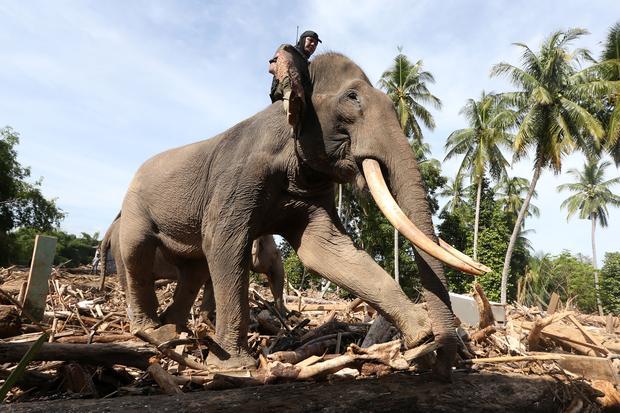 Gajah bersihkan puing kayu bencana Aceh