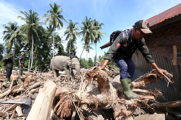 Gajah Sumatera (Elephas maximus sumatranus) jinak yang ditunggangi mahout bersama petugas Balai Konservasi Sumber Daya Alam (BKSDA) Aceh dan personel Polri membersihkan puing kayu yang menutupi jalan dan permukiman warga akibat bencana alam di Desa Meunasah Bie, Pidie Jaya, Aceh, Senin (8/12/2025). BKSDA Aceh mengerahkan empat ekor gajah jinak untuk membantu membersihkan puing kayu yang menutupi rumah penduduk pascabencana banjir bandang di Kabupaten Pidie Jaya.