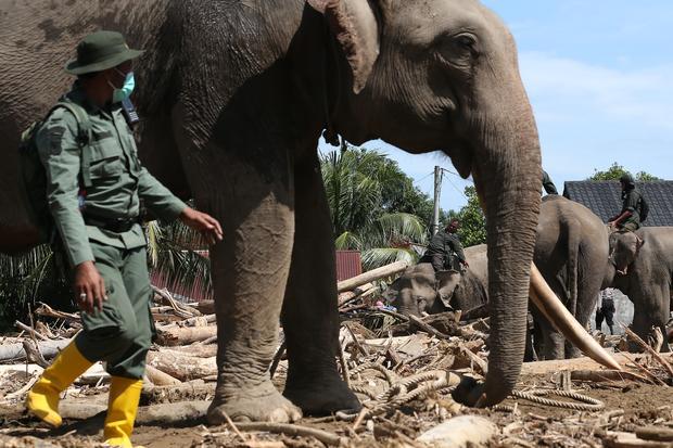Gajah Sumatera (Elephas maximus sumatranus) jinak yang ditunggangi mahout dan petugas Balai Konservasi Sumber Daya Alam (BKSDA) Aceh membersihkan puing kayu yang menutupi jalan dan permukiman warga akibat bencana alam di Desa Meunasah Bie, Pidie Jaya, Aceh, Senin (8/12/2025). BKSDA Aceh mengerahkan empat ekor gajah jinak untuk membantu membersihkan puing kayu yang menutupi rumah penduduk pascabencana banjir bandang di Kabupaten Pidie Jaya.